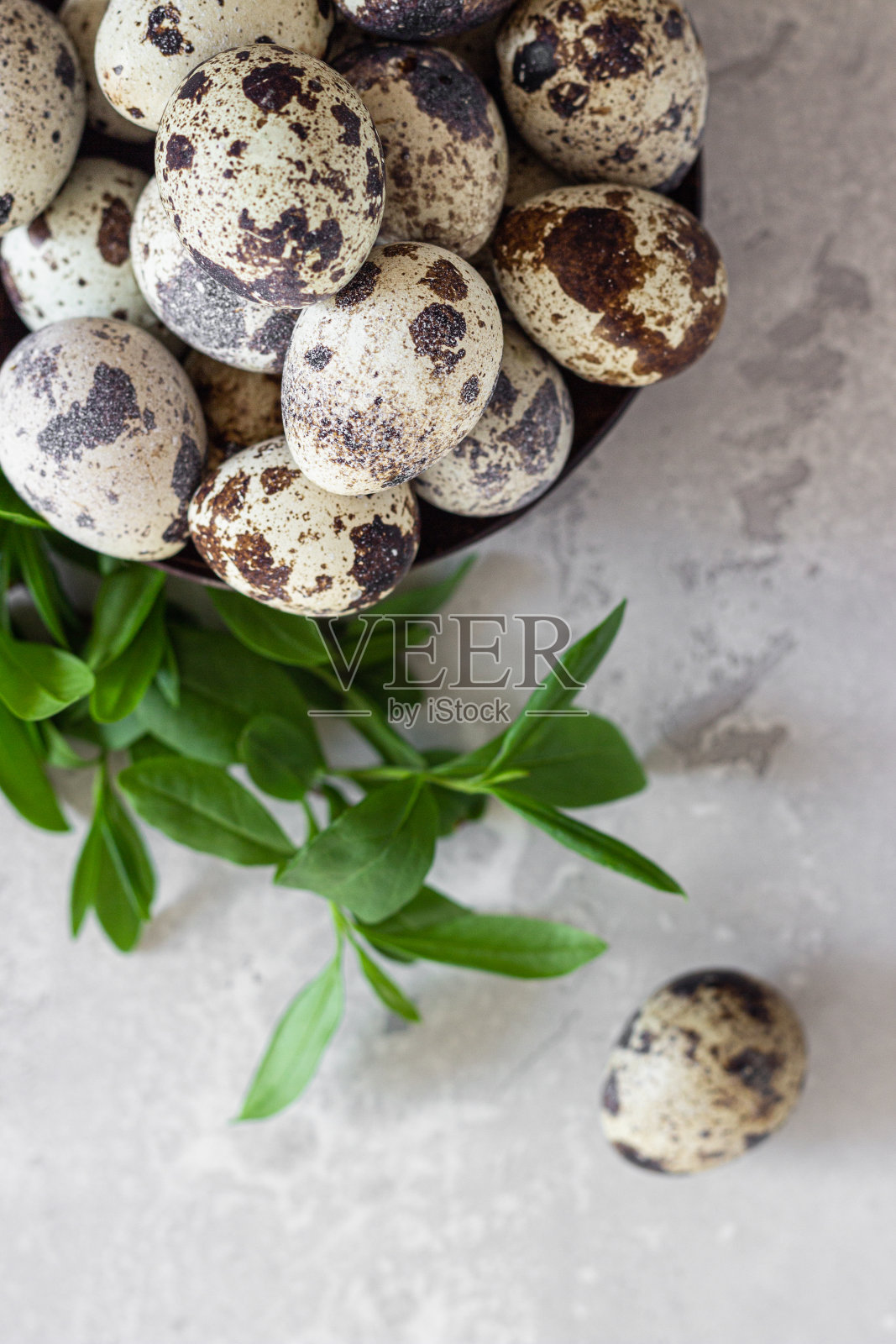 天然有机鹌鹑蛋在椰子碗和绿叶，浅灰色混凝土背景。有选择性的重点。前视图。照片摄影图片