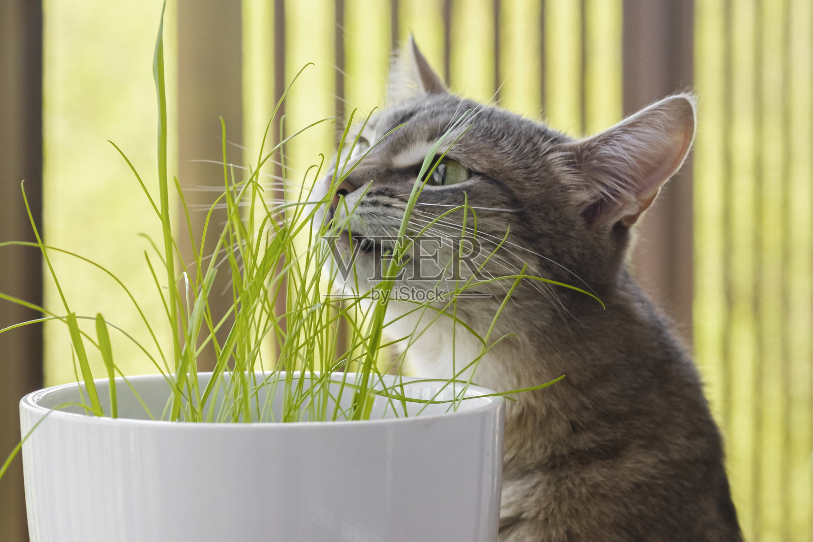 灰虎斑猫嗅着新鲜的青草和绿燕麦。猫草，宠物草。宠物护理，宠物天然食品和维生素的概念。宠物的健康照片摄影图片
