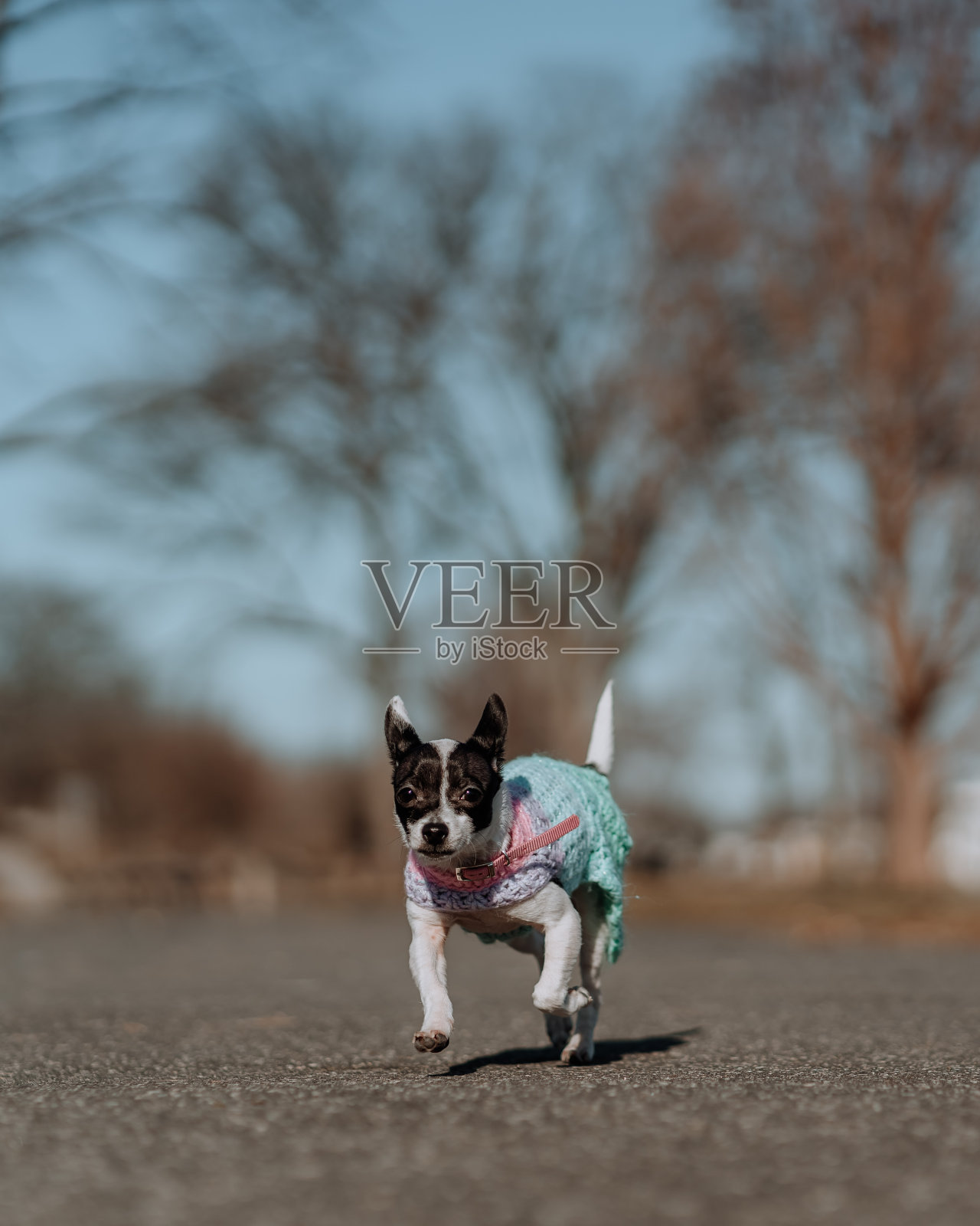 狗的衣服照片摄影图片