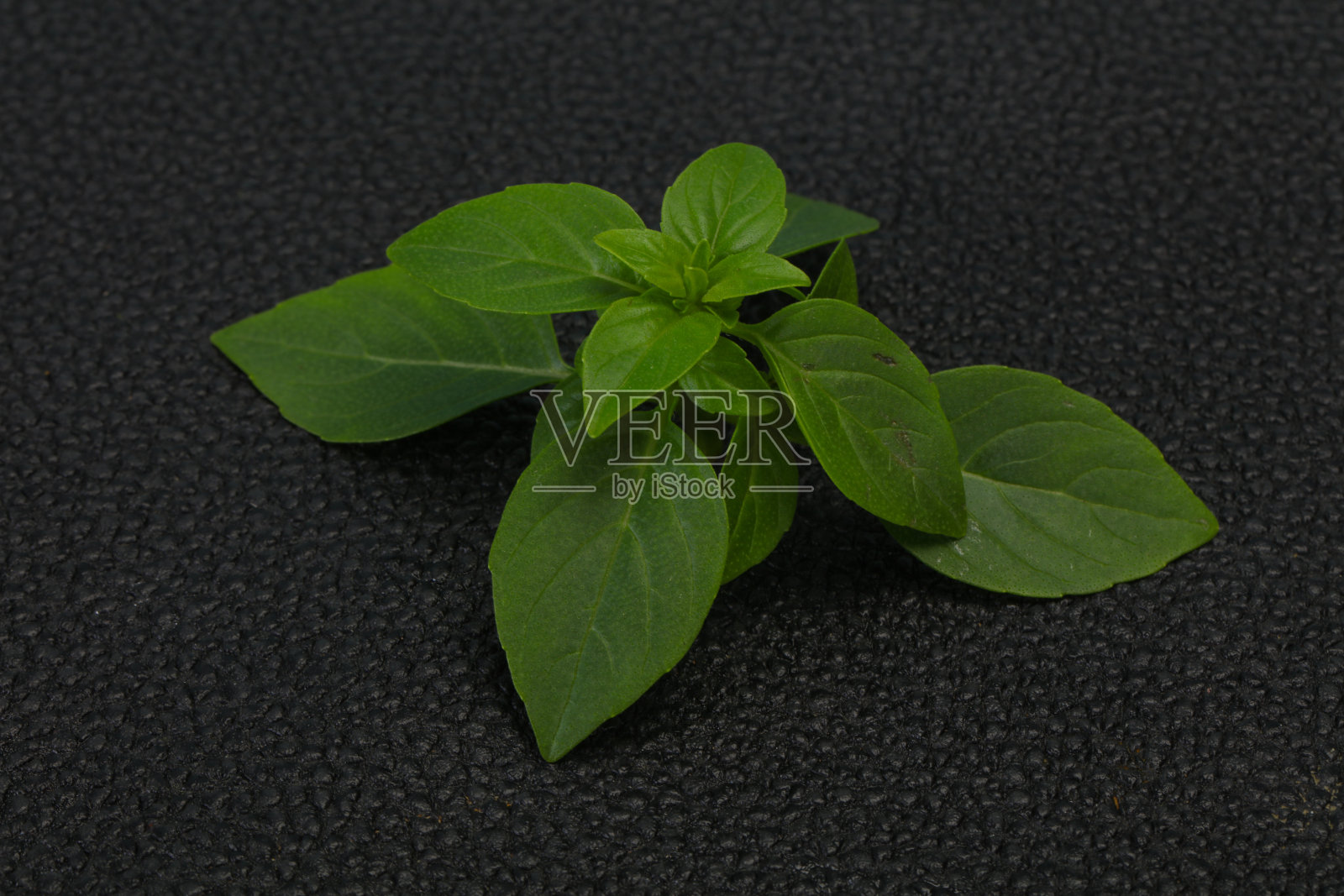 新鲜的绿色罗勒叶-用于烹饪照片摄影图片