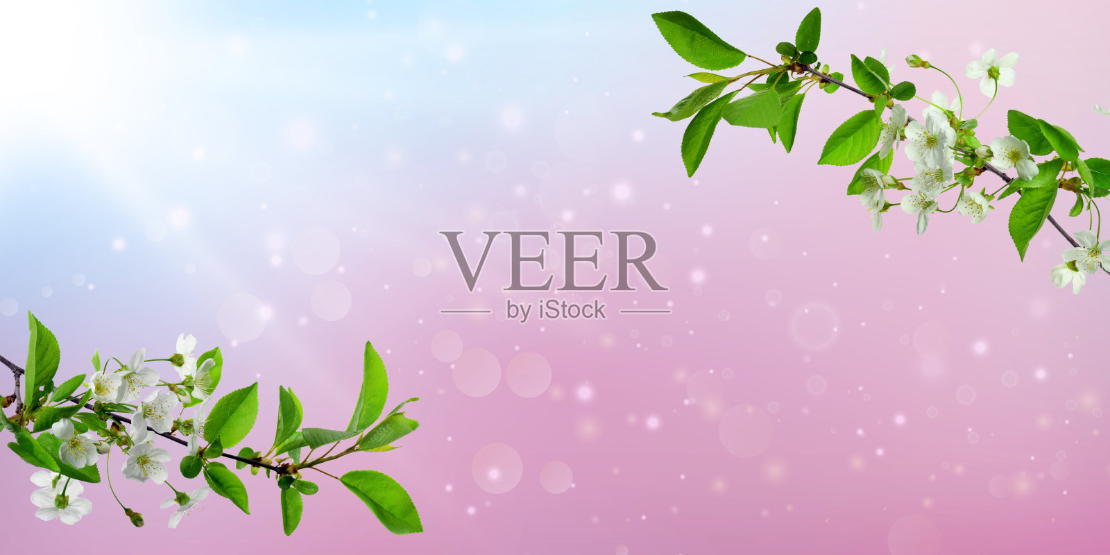 娇嫩的樱桃树枝上盛开的花朵。美丽的樱花，带着虚心。照片摄影图片