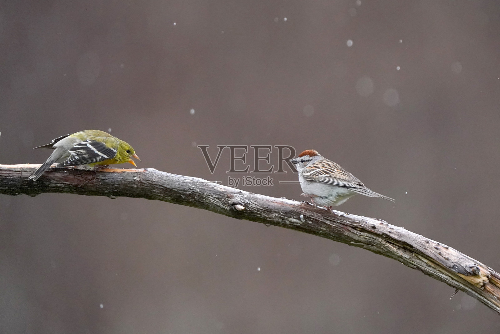 金雀和麻雀在树枝上摊牌照片摄影图片