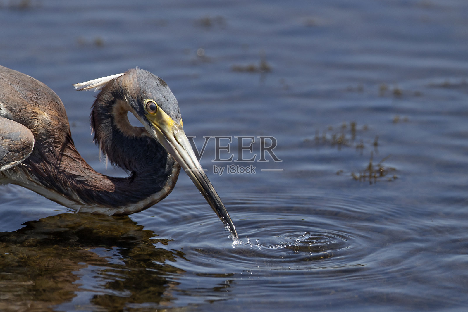 三原色Heron照片摄影图片