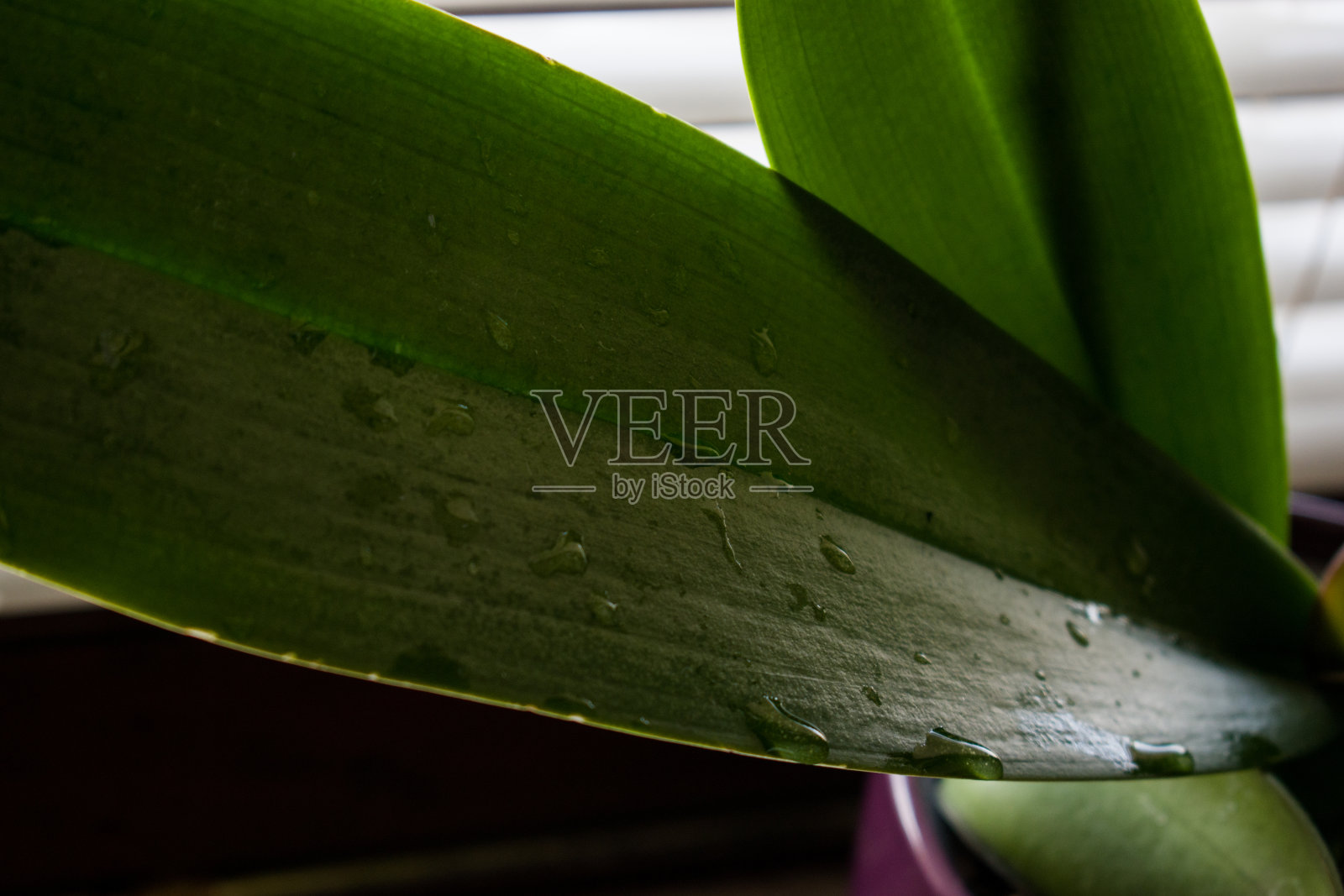 绿色的叶子与水滴的特写照片摄影图片