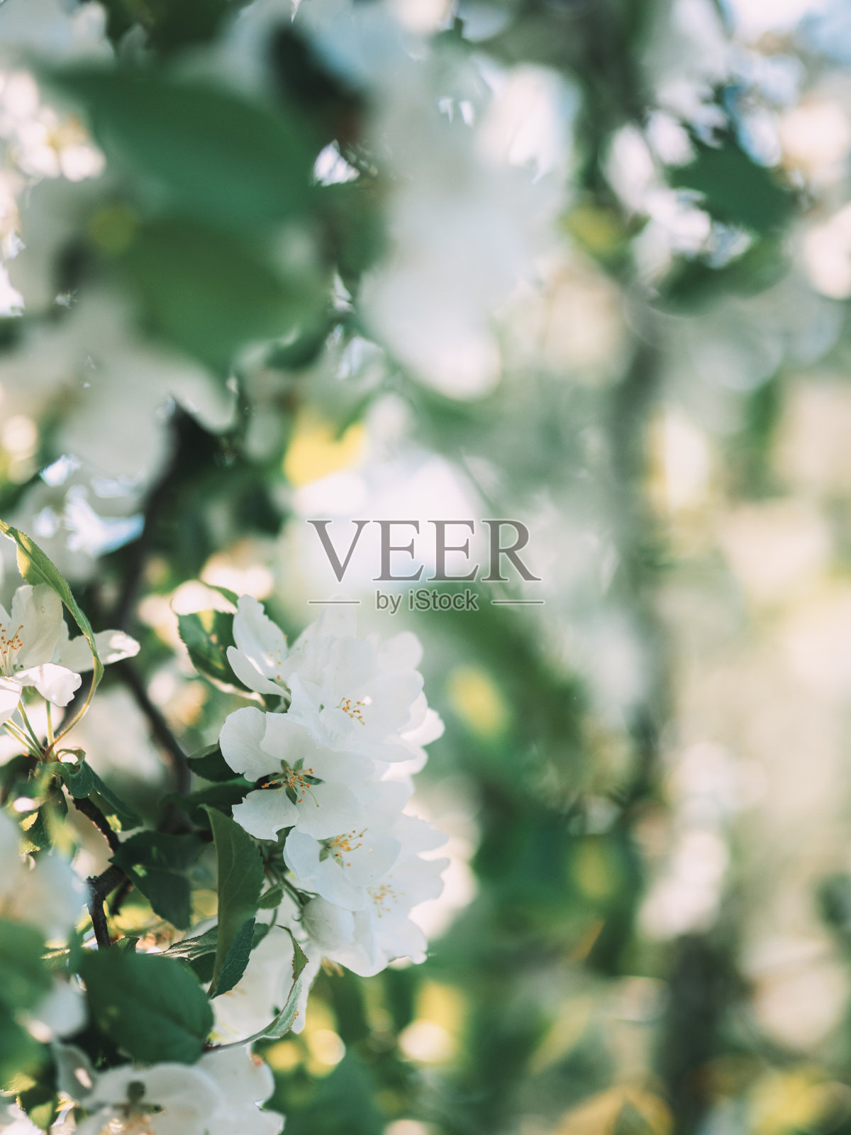 白色盛开的春天的树枝背景照片摄影图片