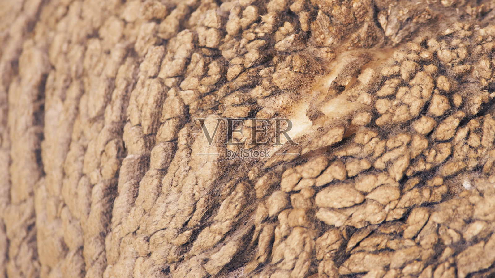 悲伤的库伦达繁殖绵羊。枪口共享。肉类和皮毛农场生产。动物毛。特写纹理图案照片摄影图片