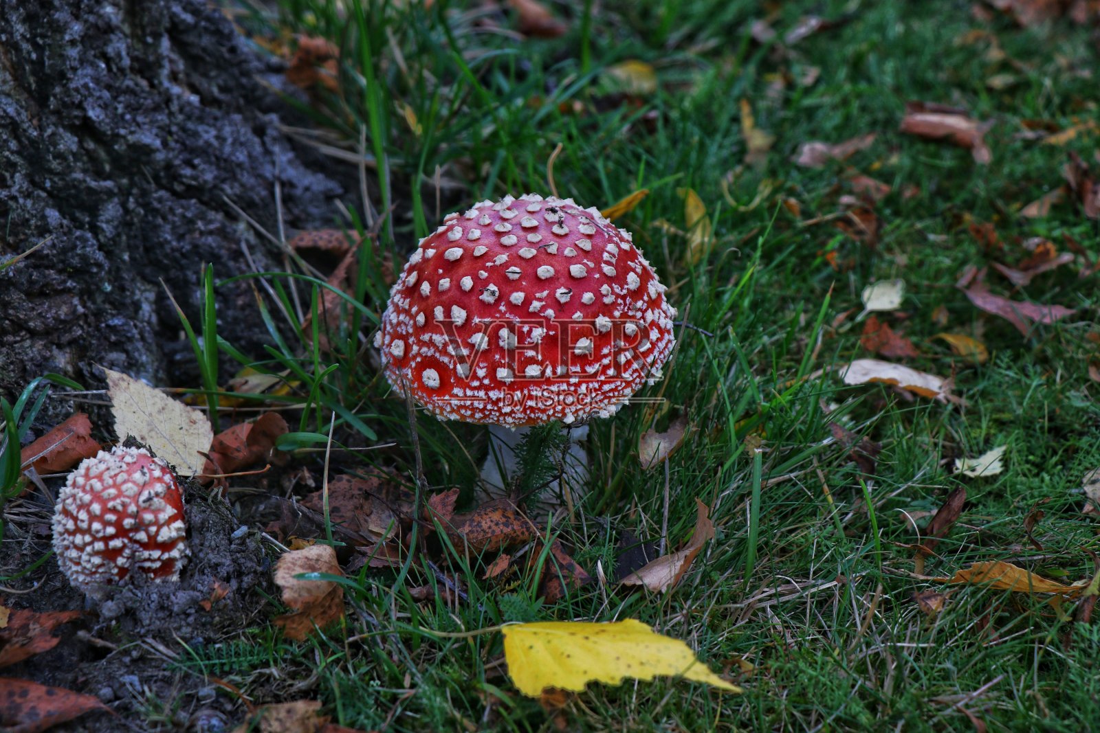 带有白色斑点的红色蘑菇照片摄影图片