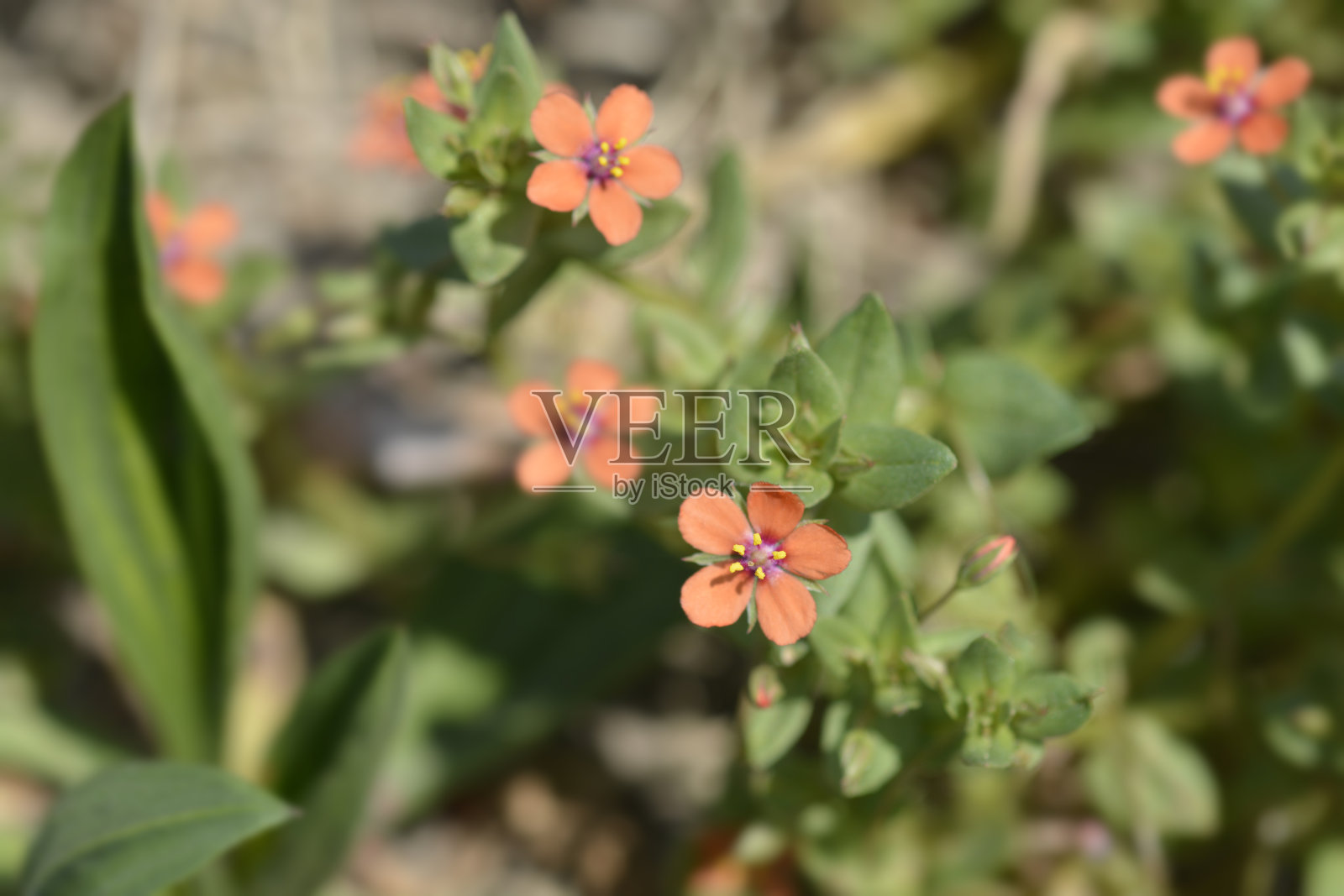 海绿照片摄影图片