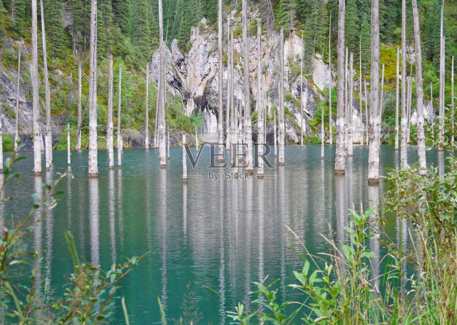 哈萨克斯坦康迪湖光秃秃的树干照片摄影图片