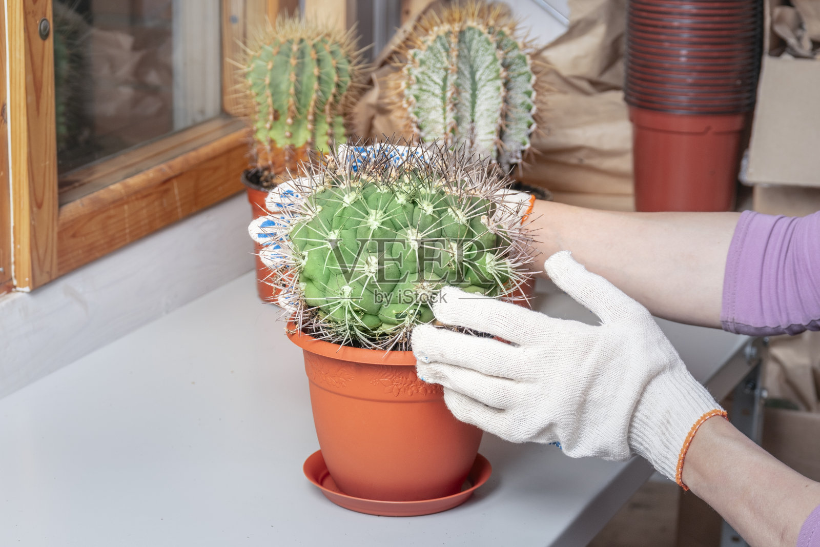 种植大仙人球。双手戴着白手套拿着长针仙人掌照片摄影图片