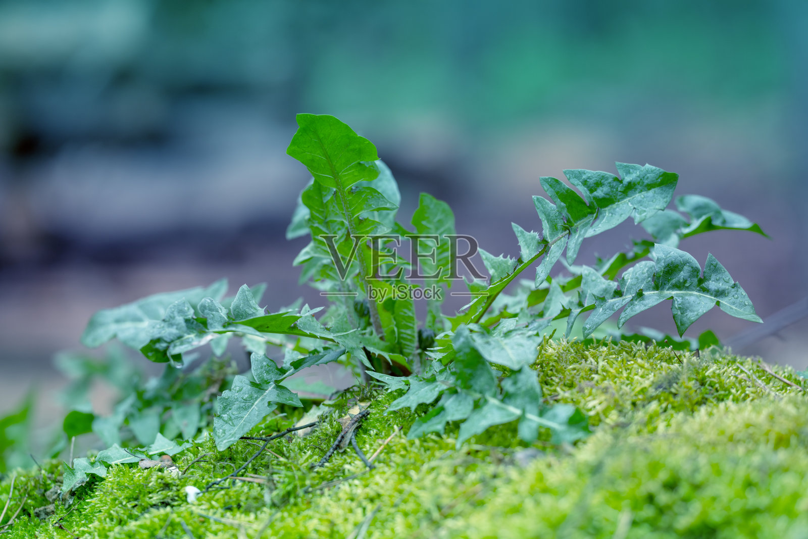 自然背景下，幼小的蒲公英在春天生长照片摄影图片