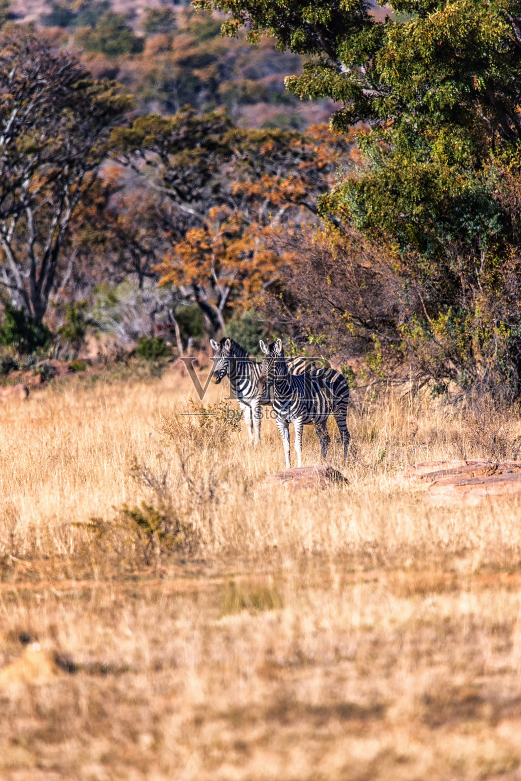 草原斑马(斑驴)照片摄影图片