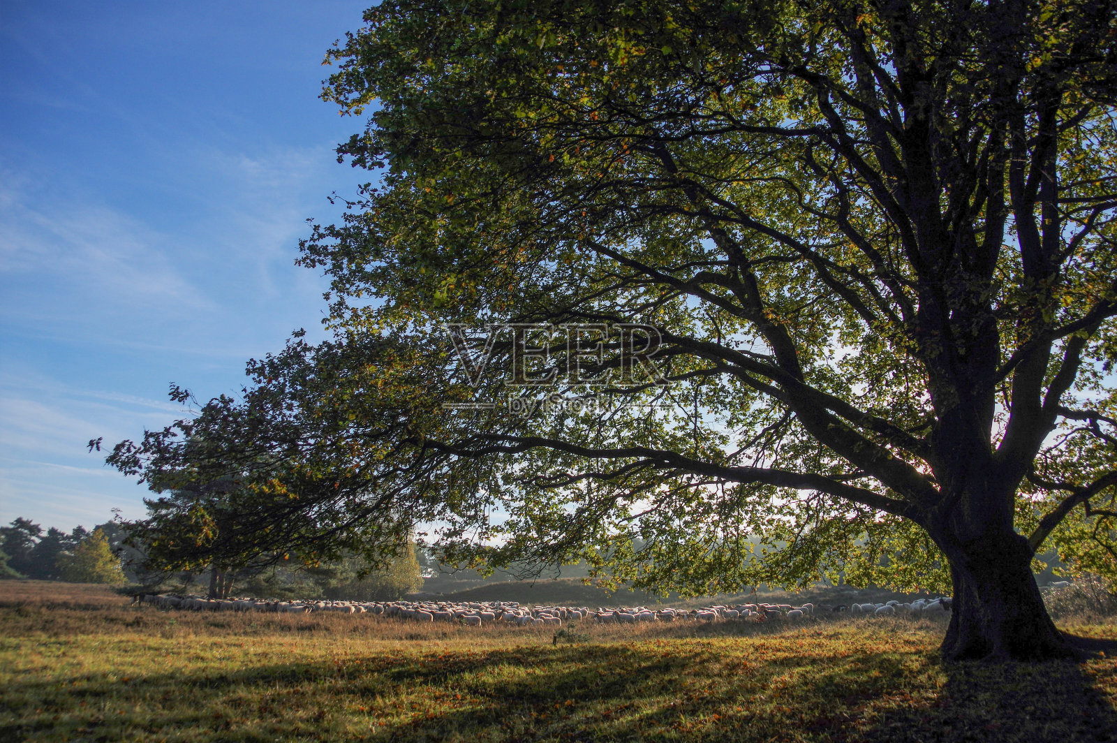 日出时放牧一群羊照片摄影图片