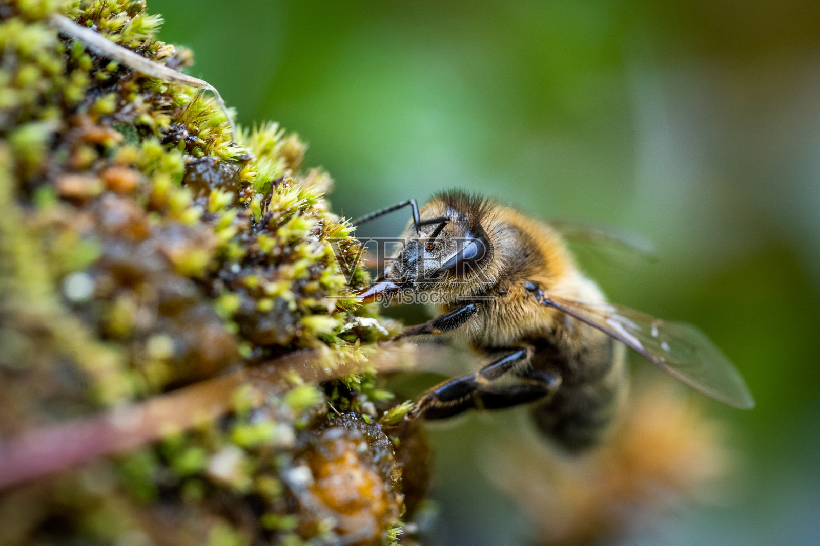 蜜蜂的特写照片摄影图片
