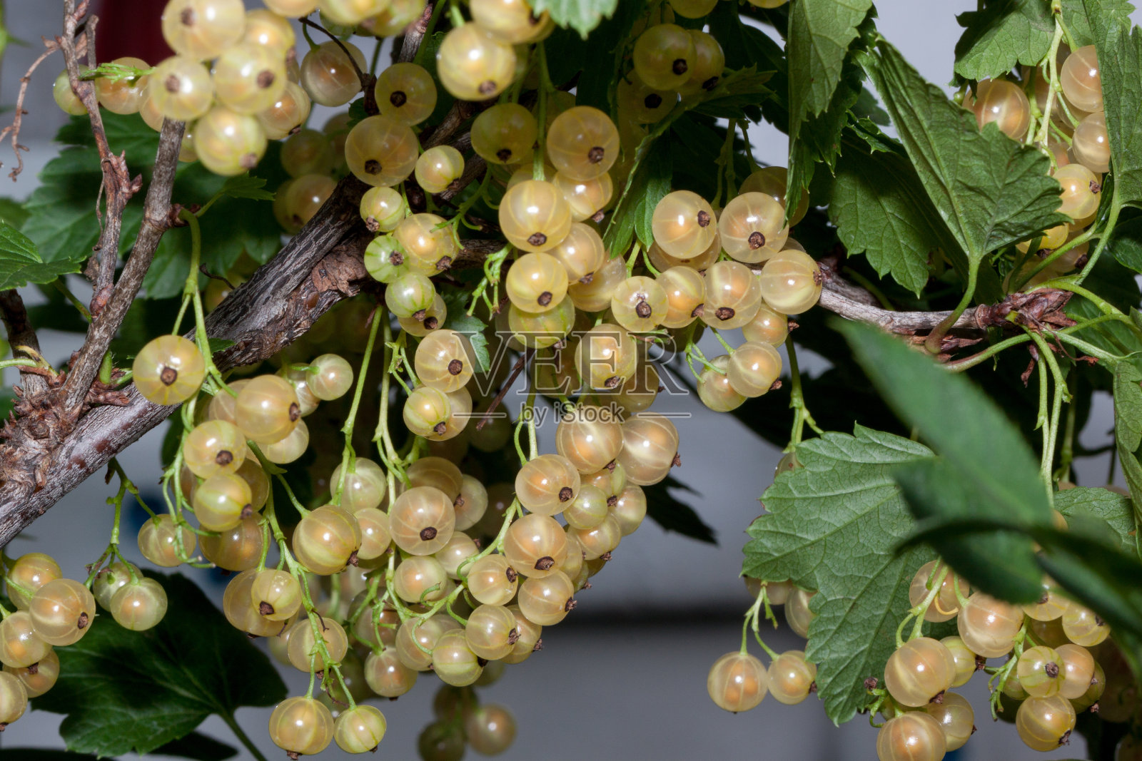 黄醋栗浆果生长在绿色的花园里。一束带有新鲜绿叶的浆果。照片摄影图片