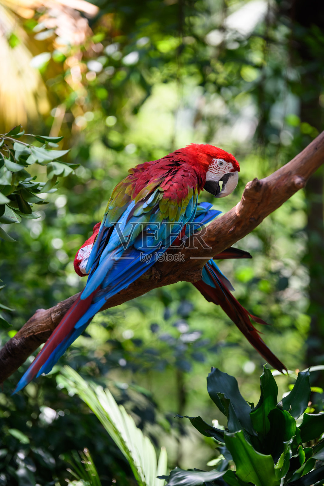 树上有一只美丽的金刚鹦鹉照片摄影图片