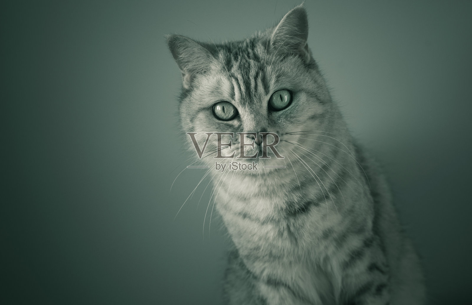 英国猫的画室肖像照片摄影图片