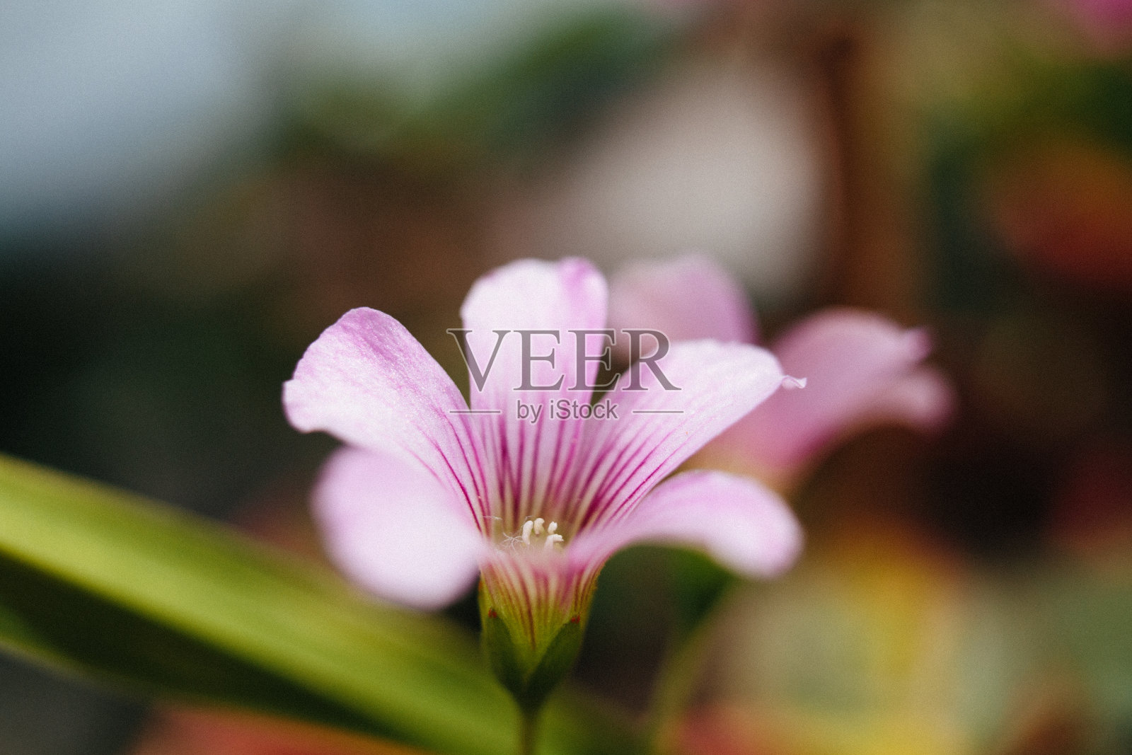 三叶草照片摄影图片