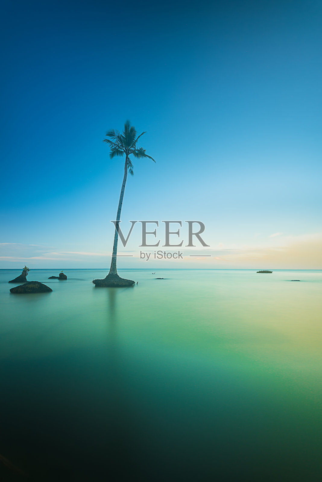 椰子照片摄影图片