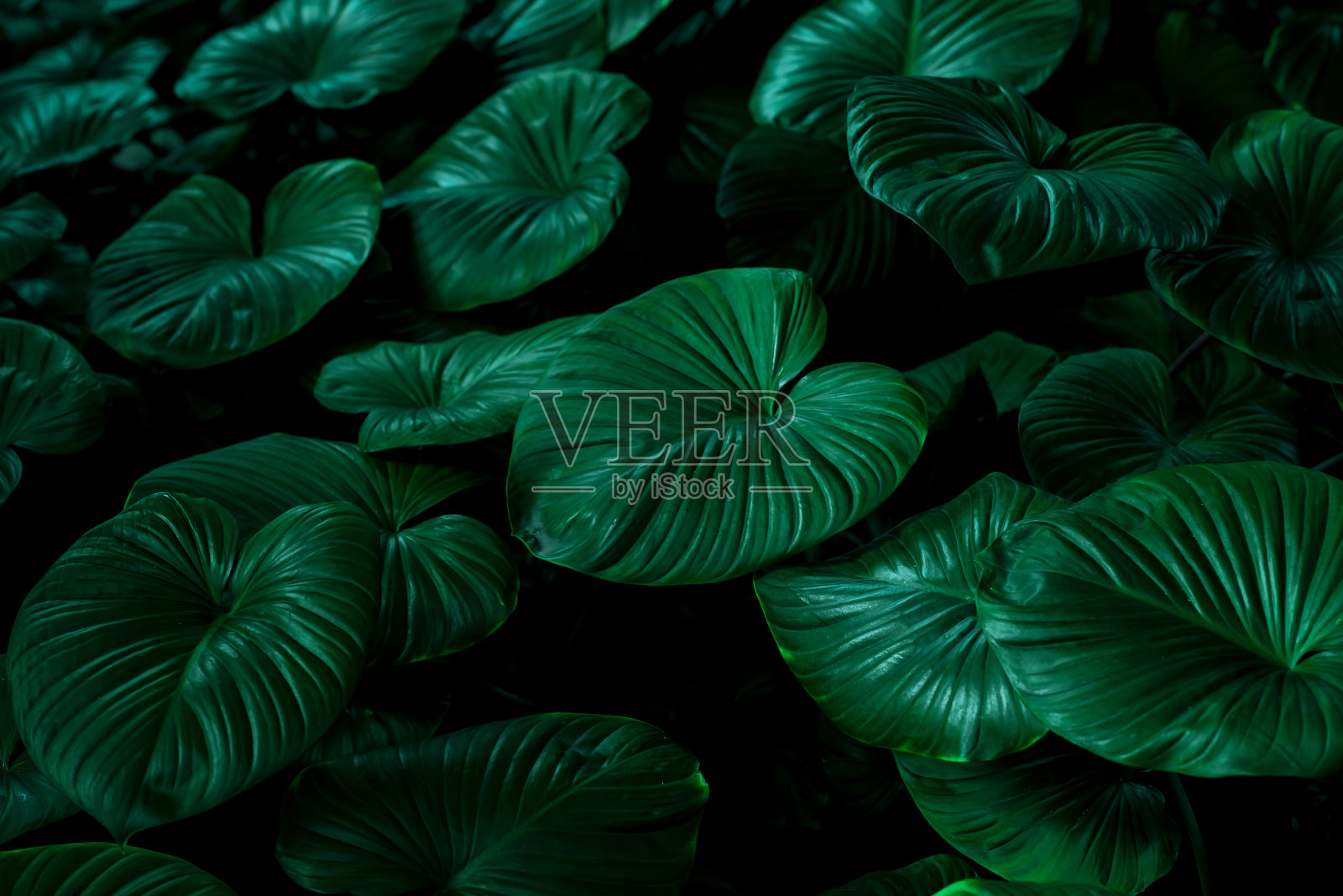 绿叶做背景和墙纸照片摄影图片