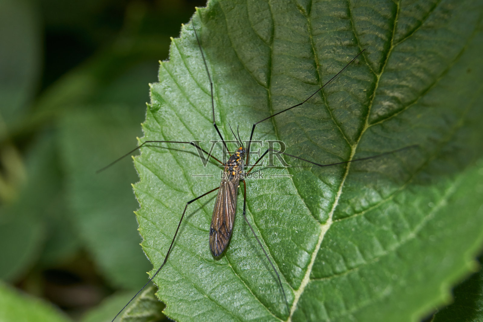 长腿蚊子(lat。梅花科)在李子的叶子上。照片摄影图片
