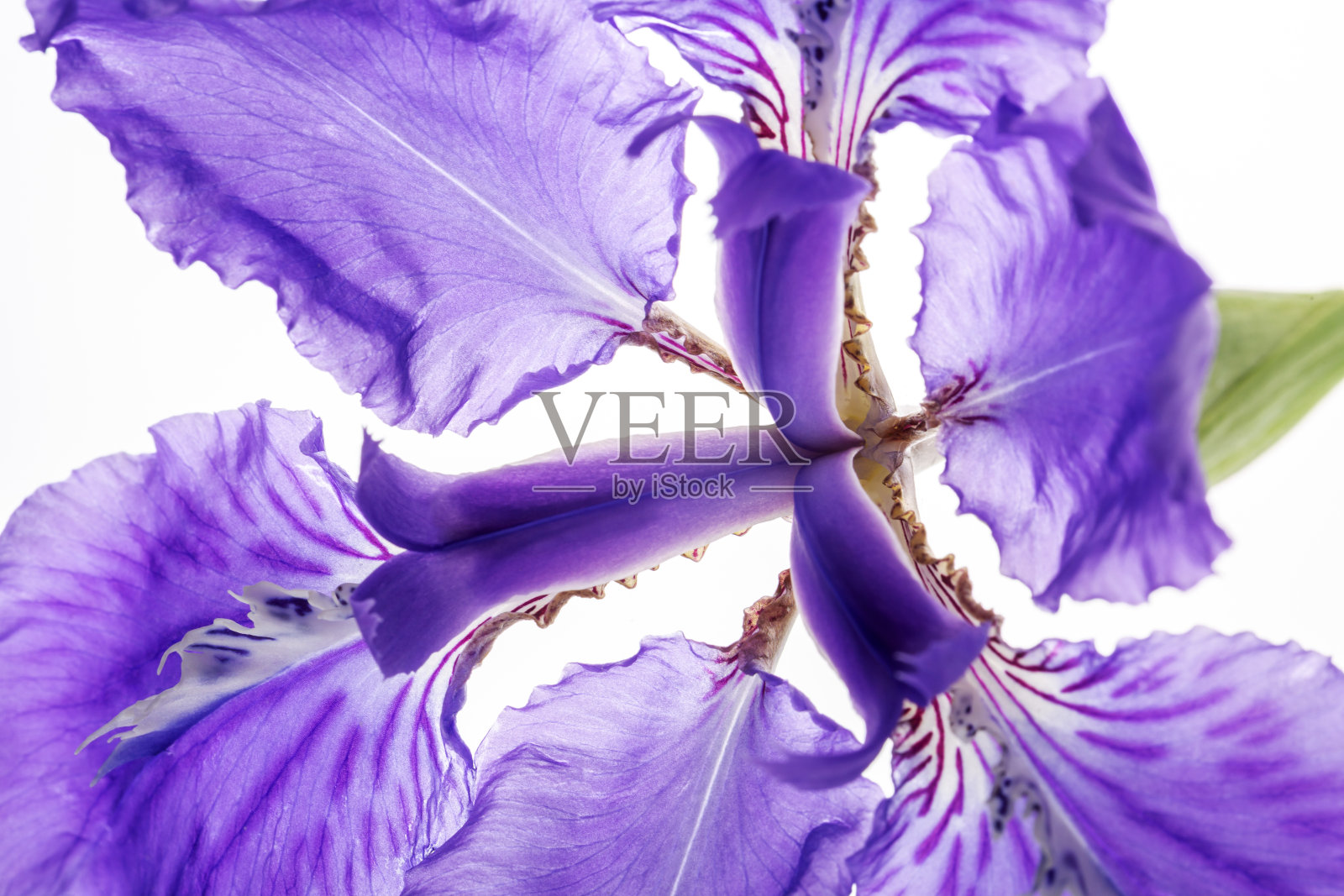 鸢尾花孤立在白色背景照片摄影图片