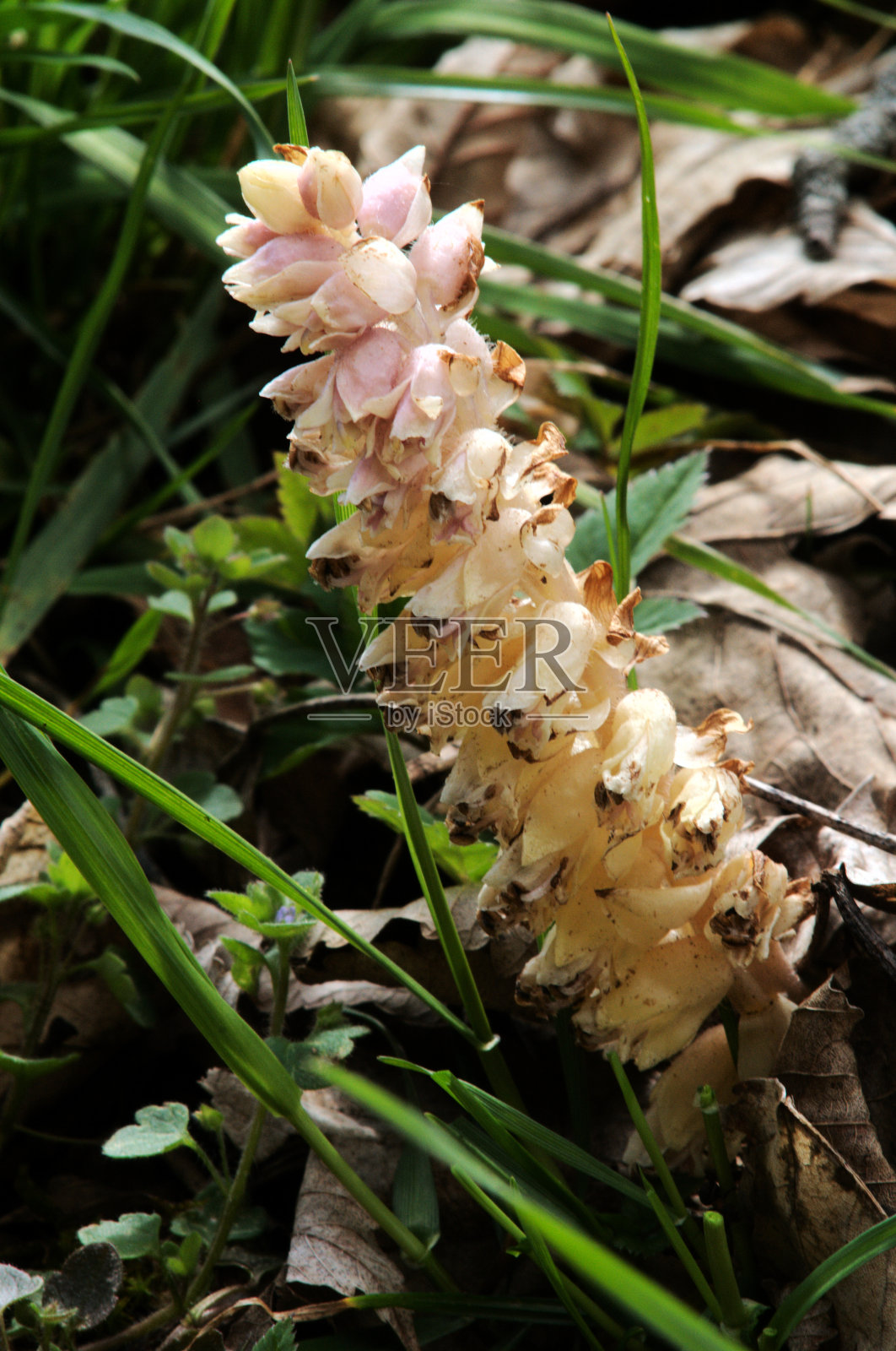 Lathraea squamaria;瑞士阿尔卑斯山瓦伦施塔特森林中的一种常见的牙根照片摄影图片