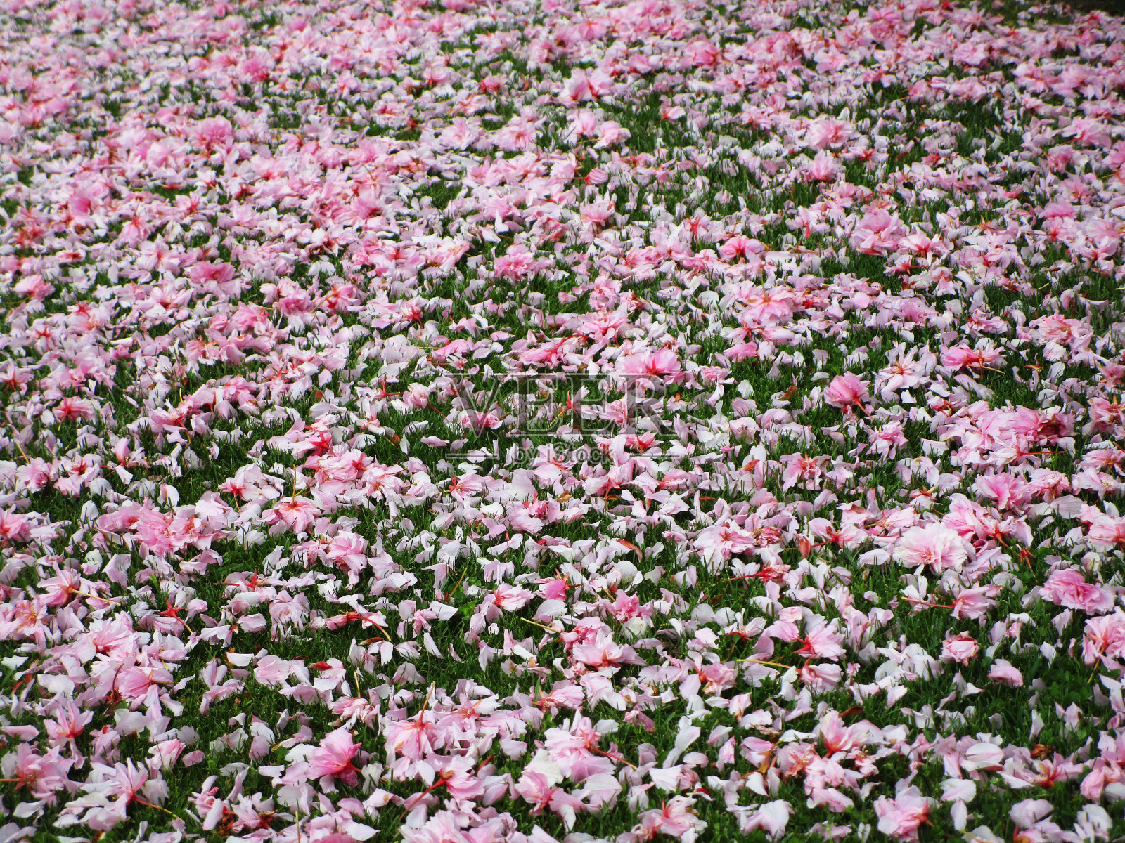 美丽的春天八坂草上亮粉色的花瓣照片摄影图片