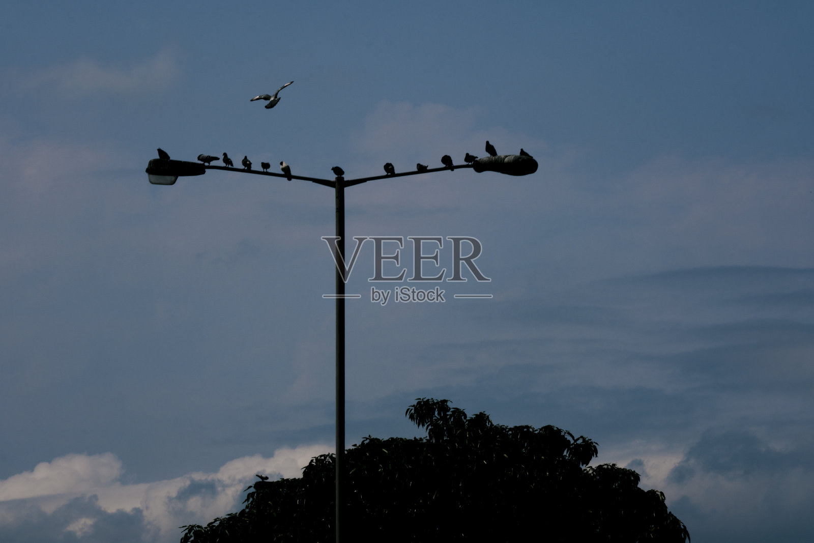 蓝天下路灯下的小鸟照片摄影图片