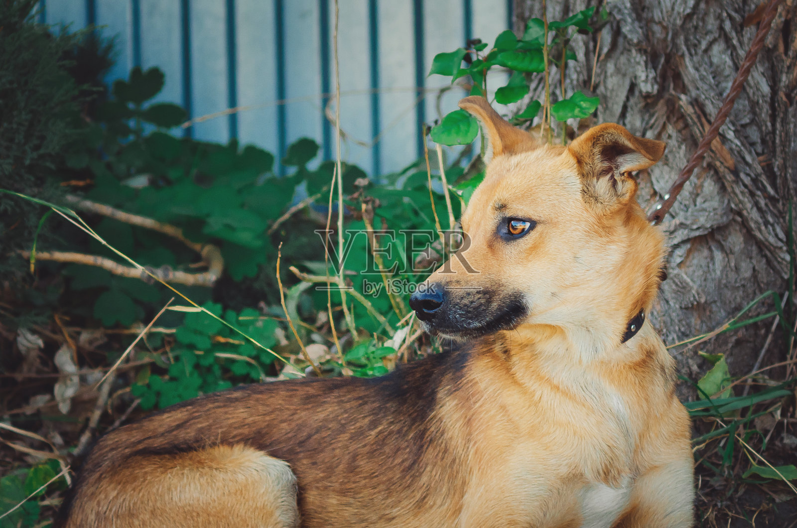 可爱的混血狗。照片摄影图片
