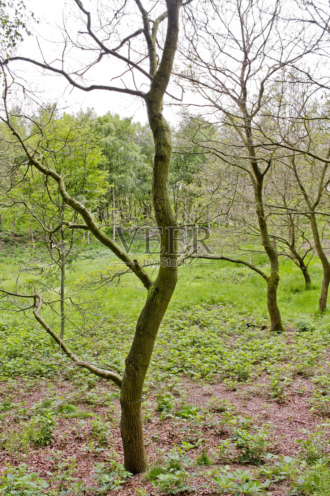 春天树木无叶，德国森林。照片摄影图片