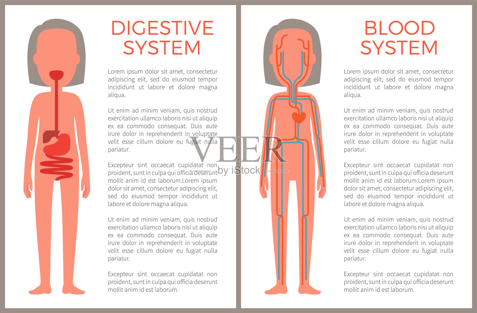消化和血液系统彩色解剖图像插画图片素材