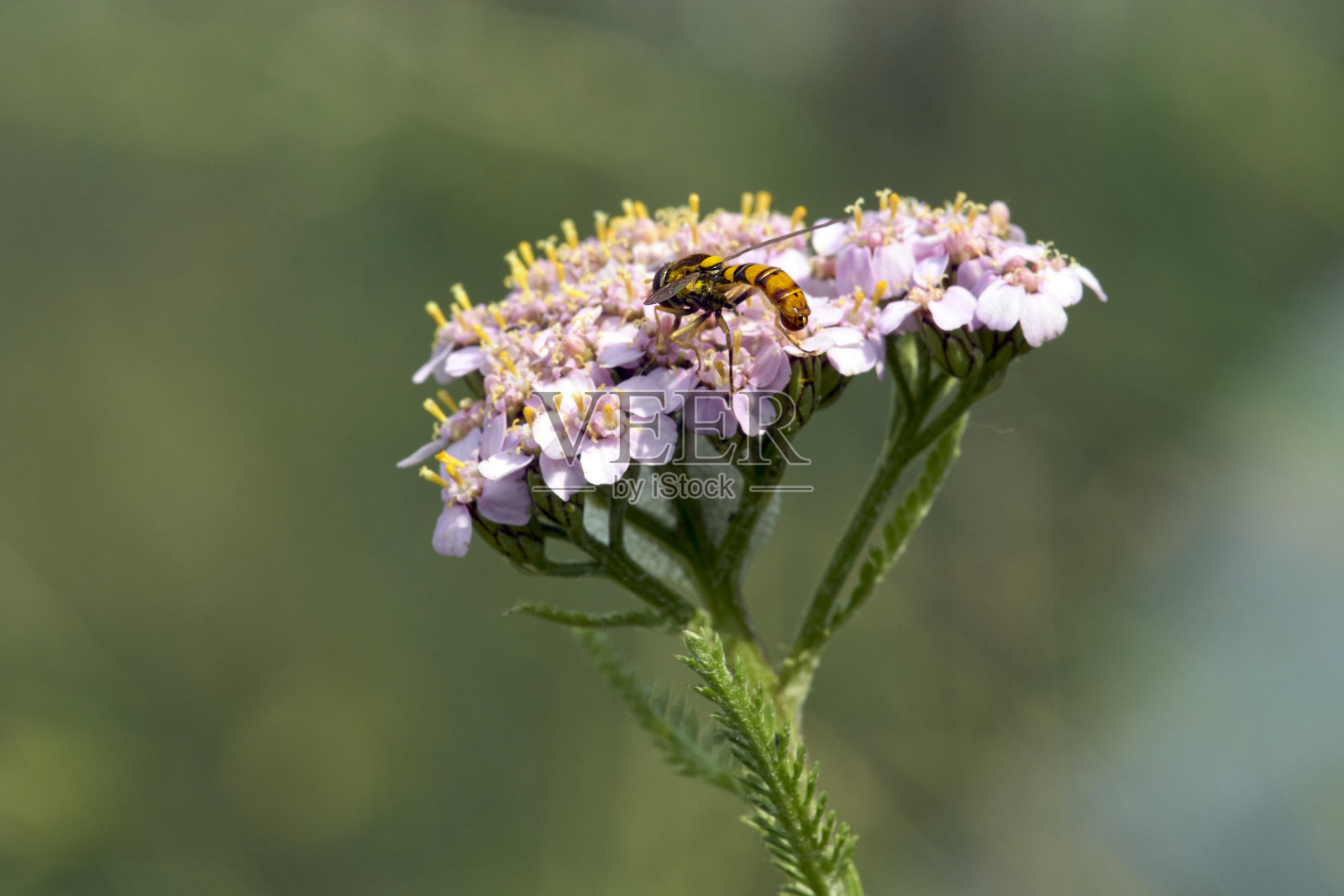 蜜蜂在花上的特写照片摄影图片