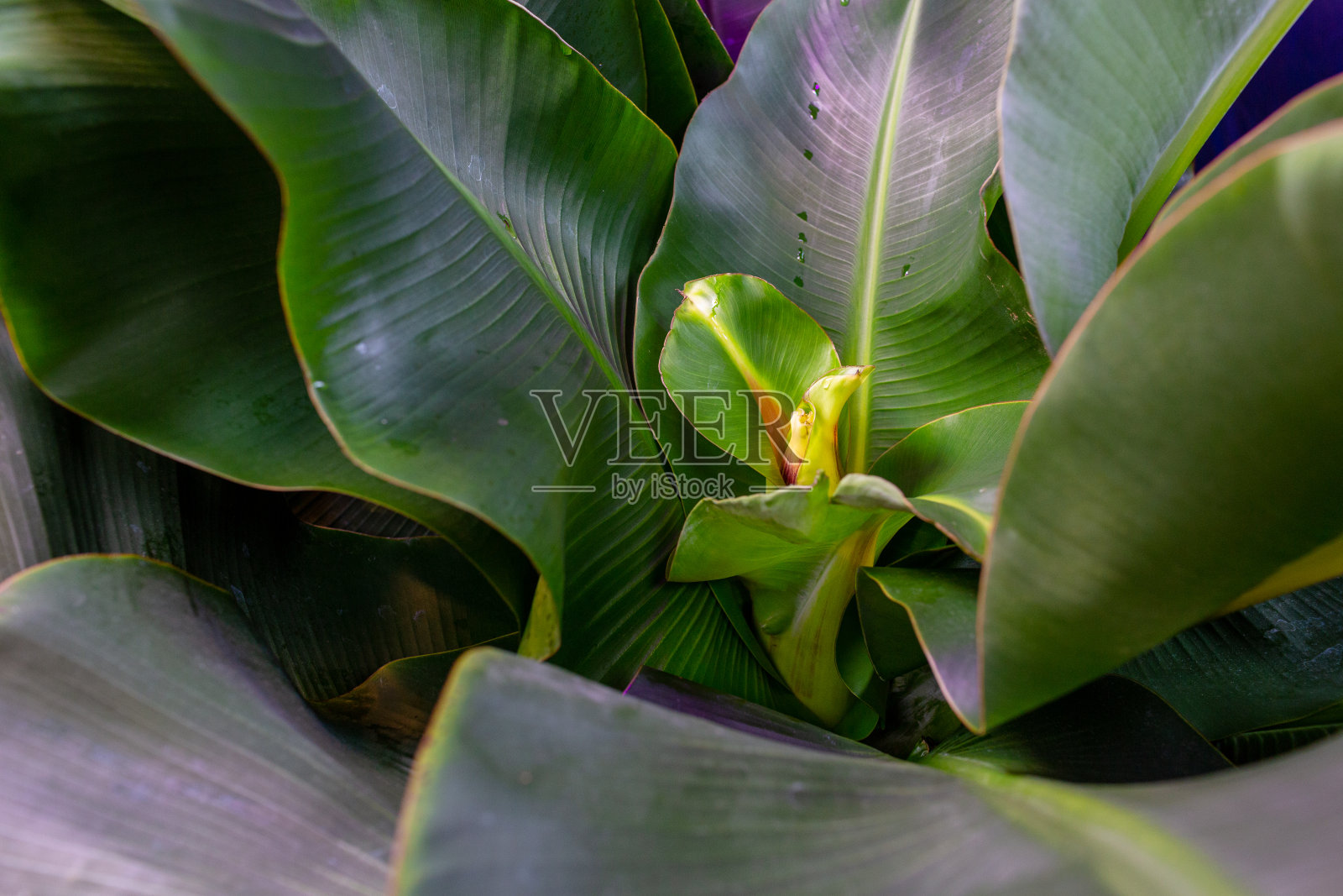 超级矮卡文迪什香蕉花蕾照片摄影图片