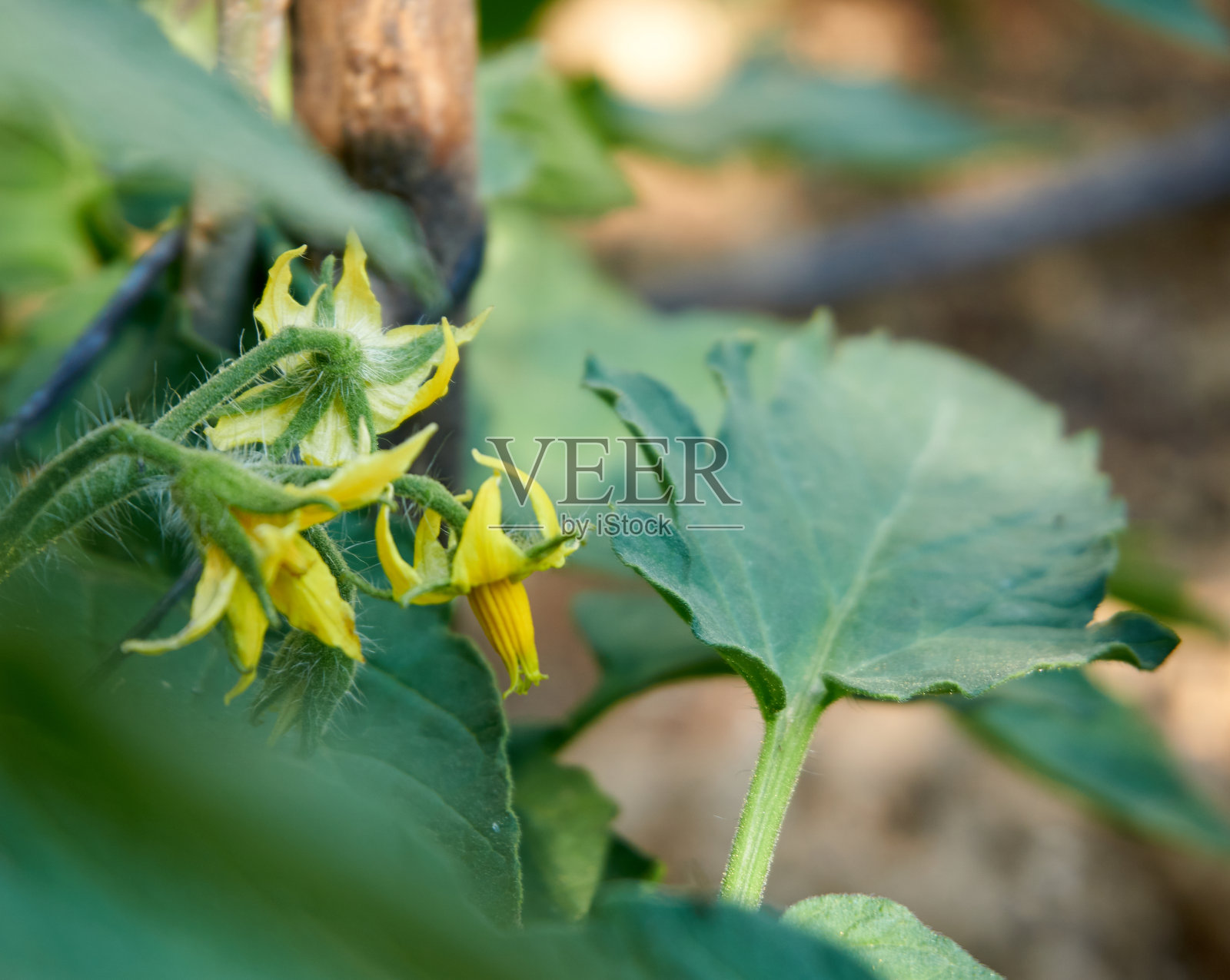在花园里种植有机番茄照片摄影图片