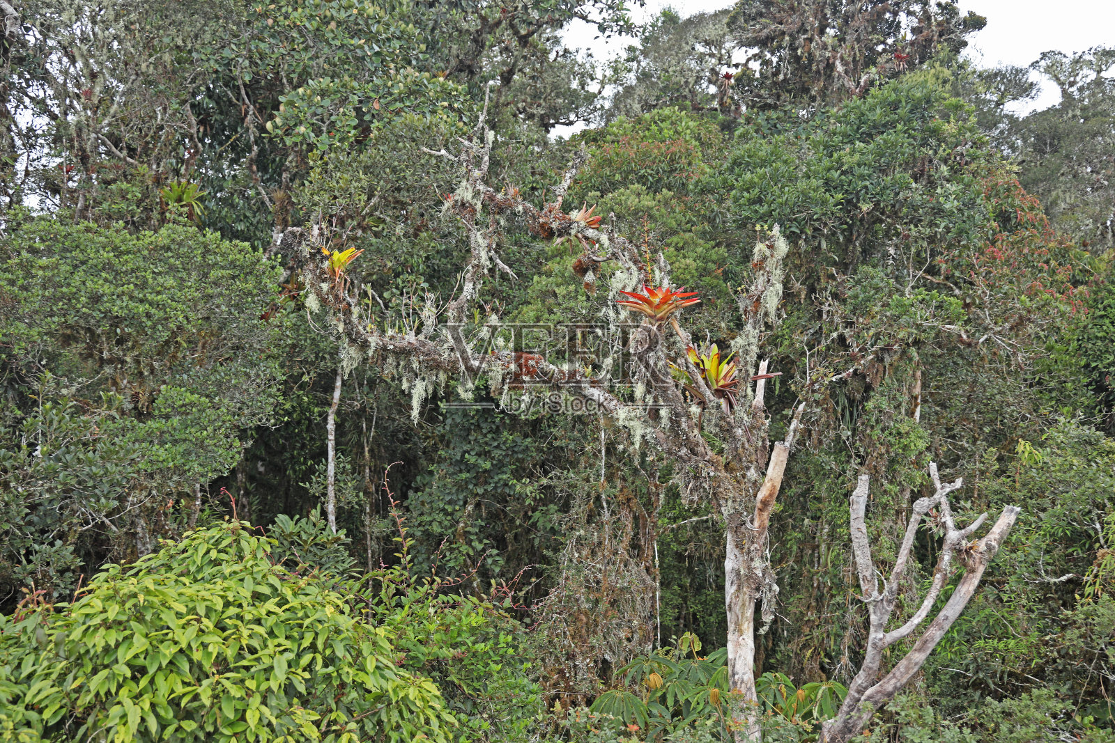 附生植物生长在树上照片摄影图片