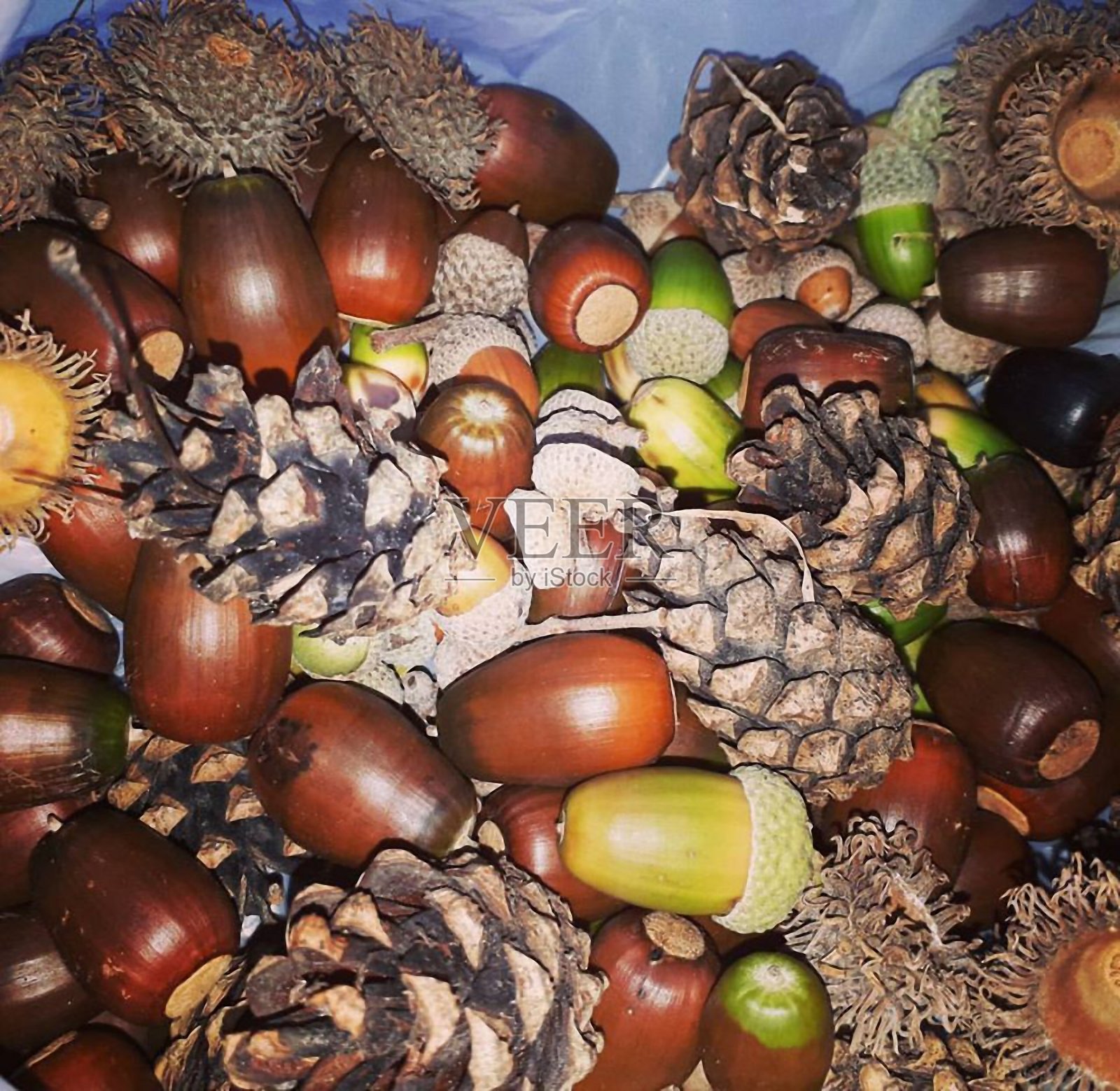 从树林中采集的橡树果和栗子照片摄影图片