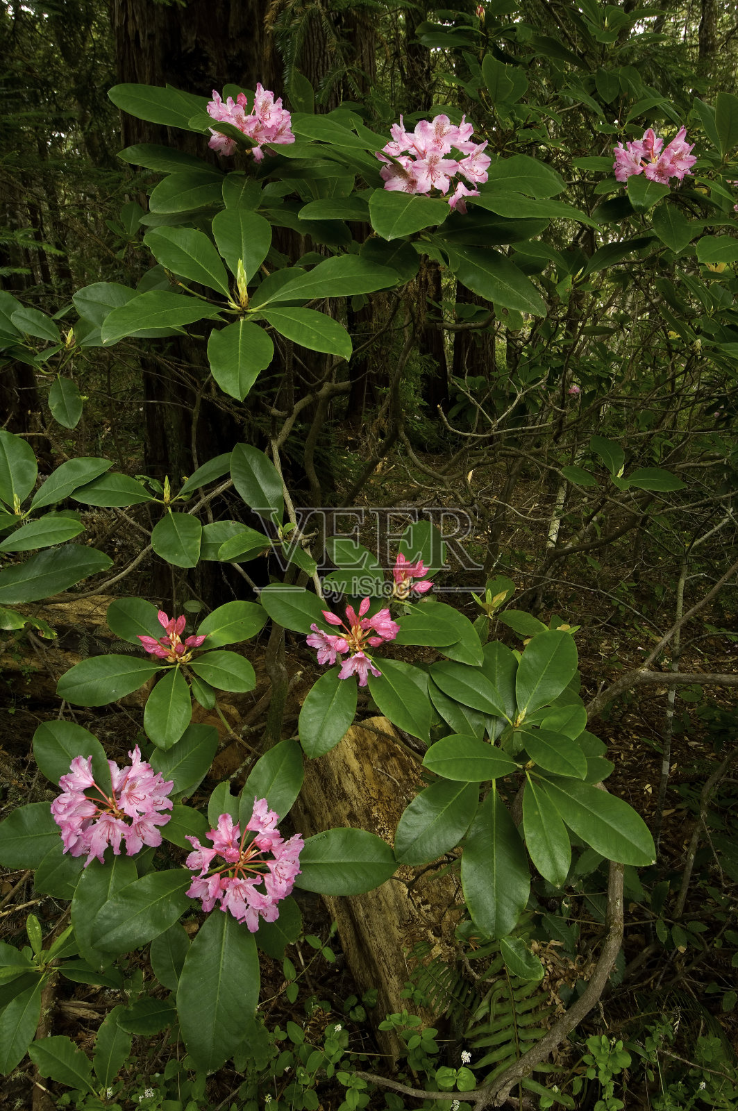 太平洋杜鹃花或加州杜鹃花，克鲁斯杜鹃花国家自然保护区，盐点国家公园，加州北部海岸;杜鹃花科照片摄影图片