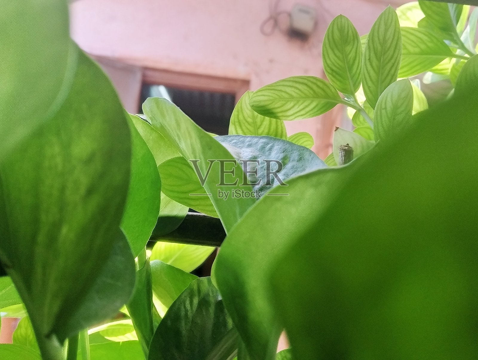 焦叶照片摄影图片