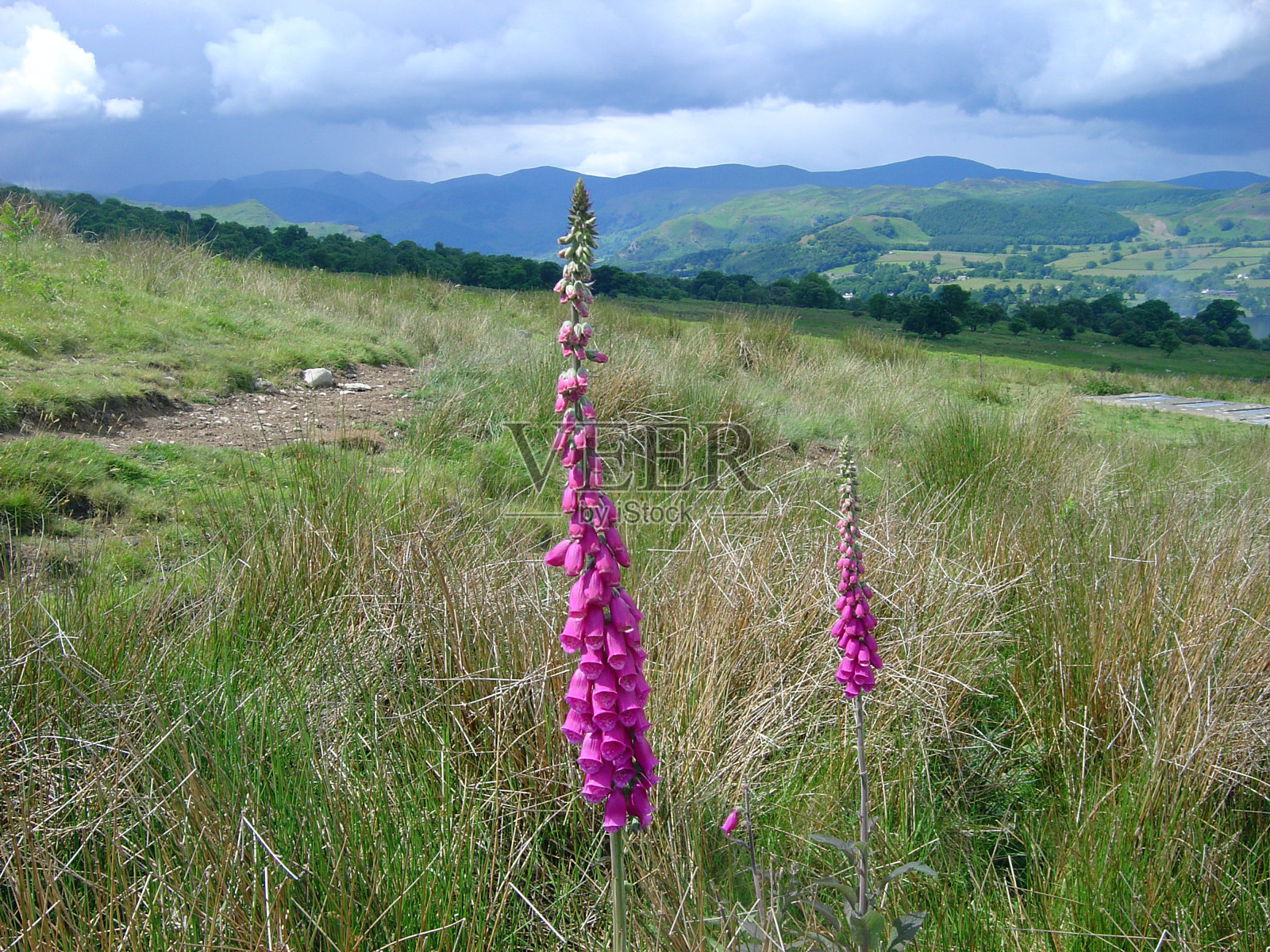 英国坎布里亚郡巴顿菲尔的毛地黄照片摄影图片