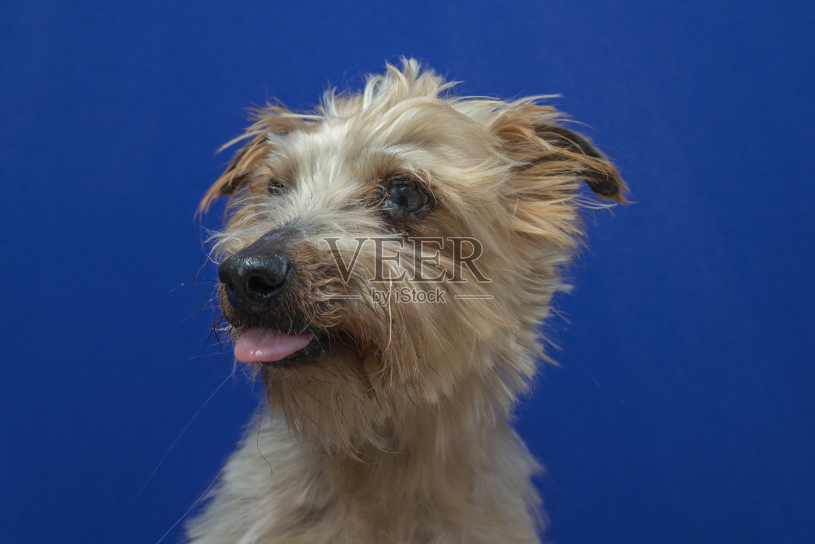 特写约克郡狗使美丽的表情在工作室与蓝色的背景照片摄影图片