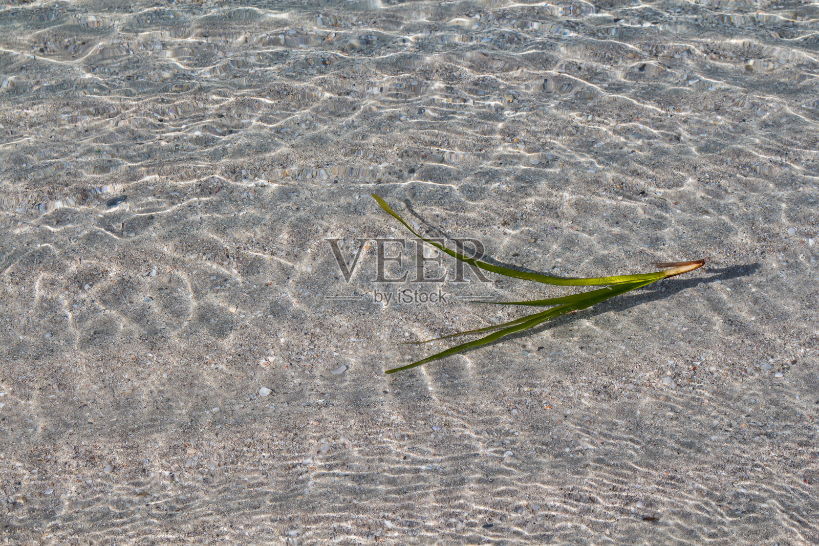 撒丁岛阿尔盖罗的干净海水照片摄影图片