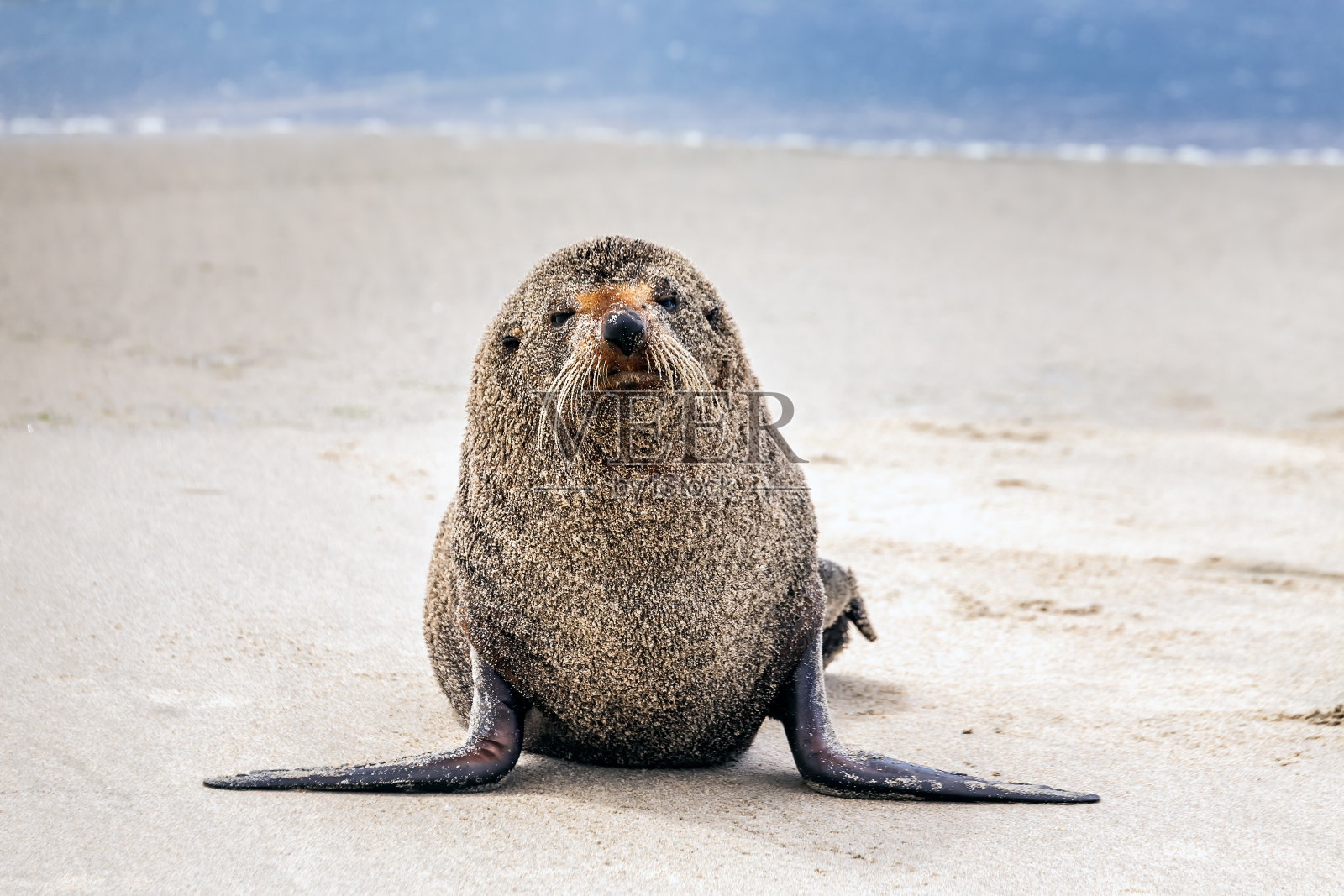 新西兰的观点照片摄影图片
