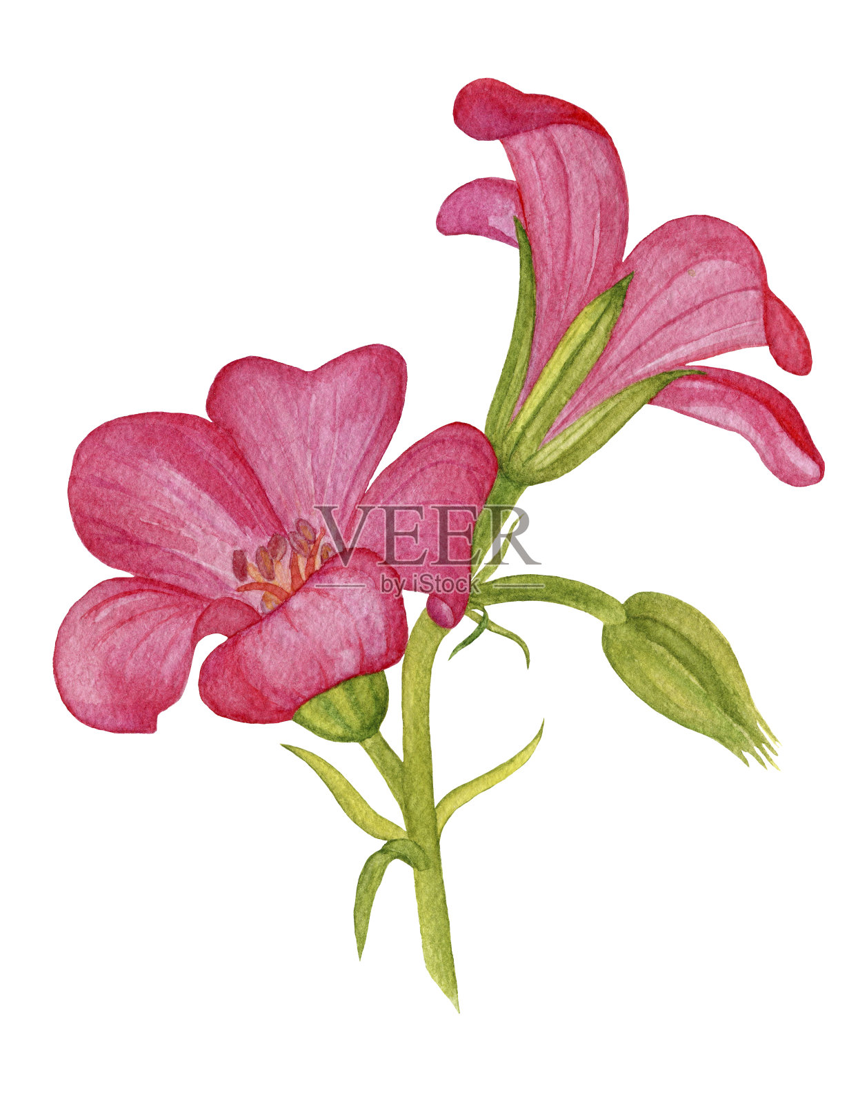 天竺葵花水彩画插图。美丽的花画。手绘植物插图。插画图片素材