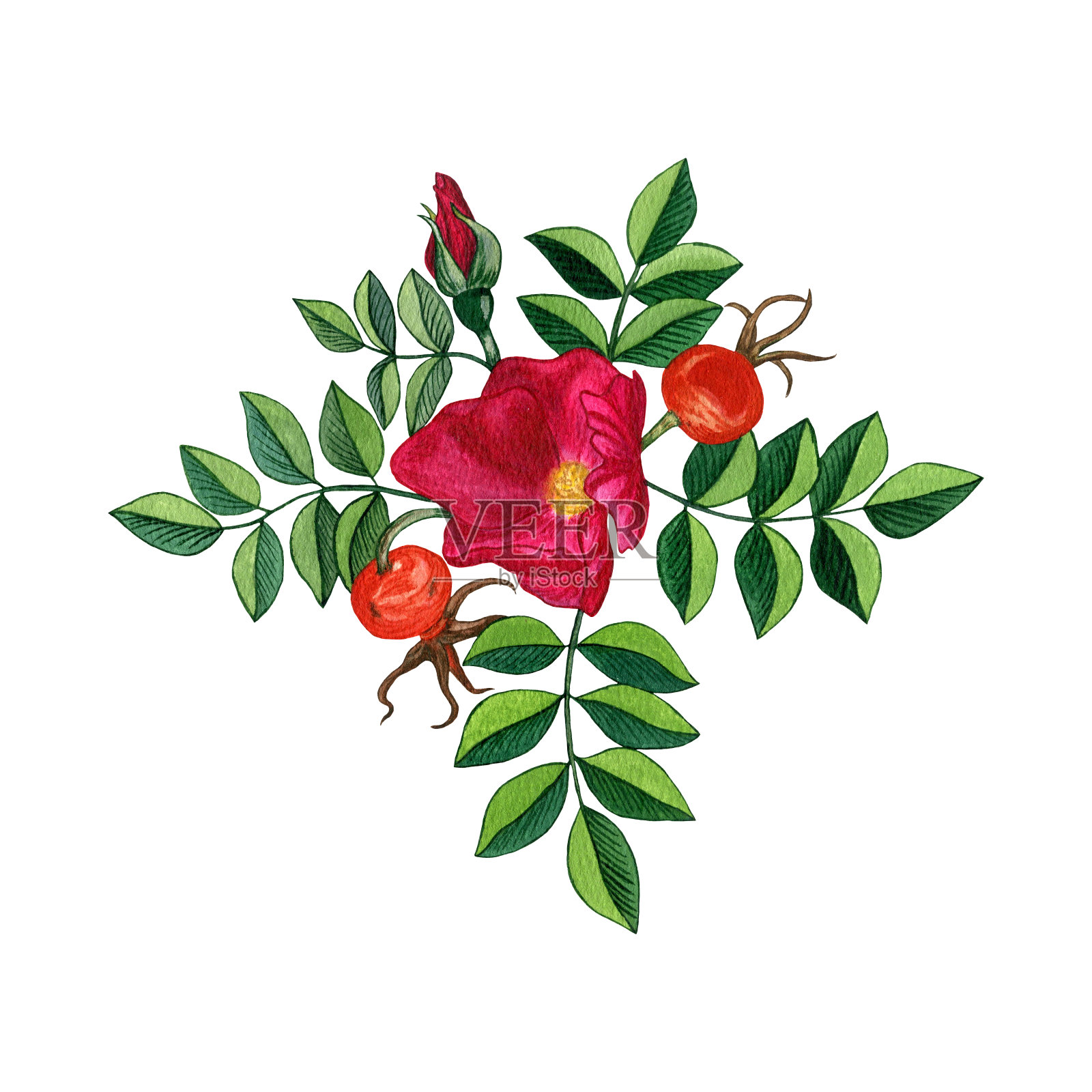 抽象玫瑰髋白色背景，水彩插图。在白色背景上单独的元素。水彩插图手绘。插画图片素材