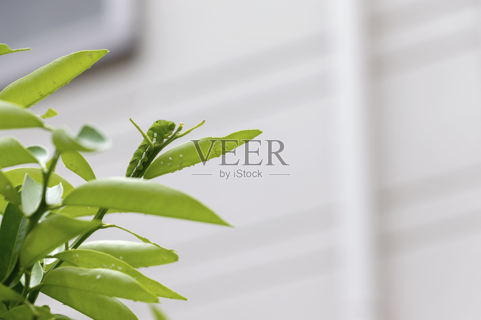 叶子上的燕尾蝶的绿色幼虫照片摄影图片