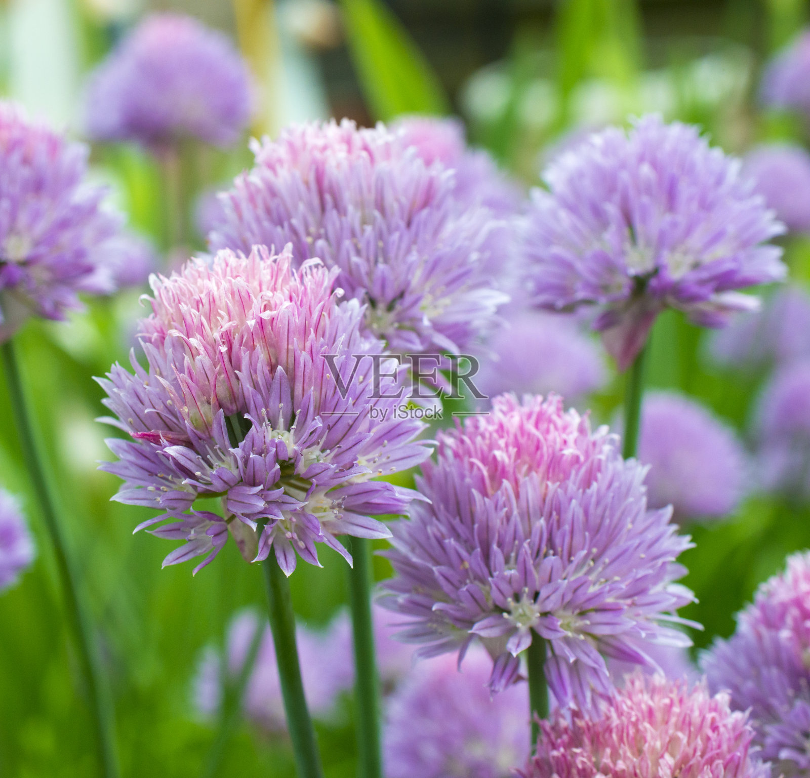 花-粉韭菜花-印第安纳州霍华德县照片摄影图片