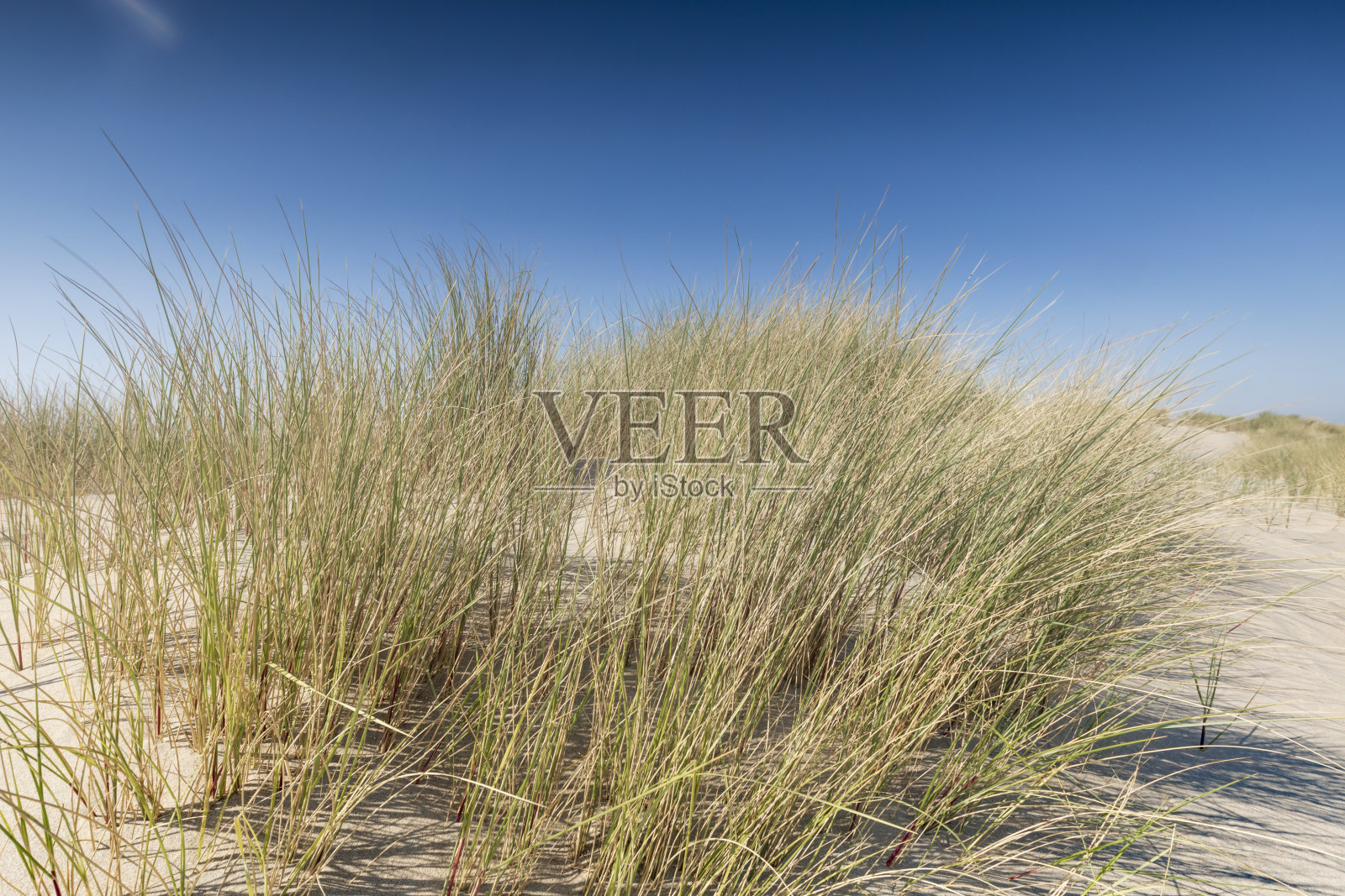 海牙附近荷兰海岸的沙丘照片摄影图片