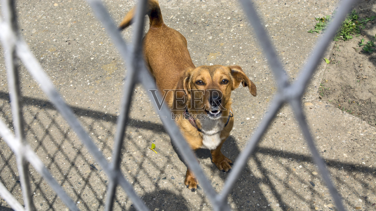狗守卫着房子照片摄影图片