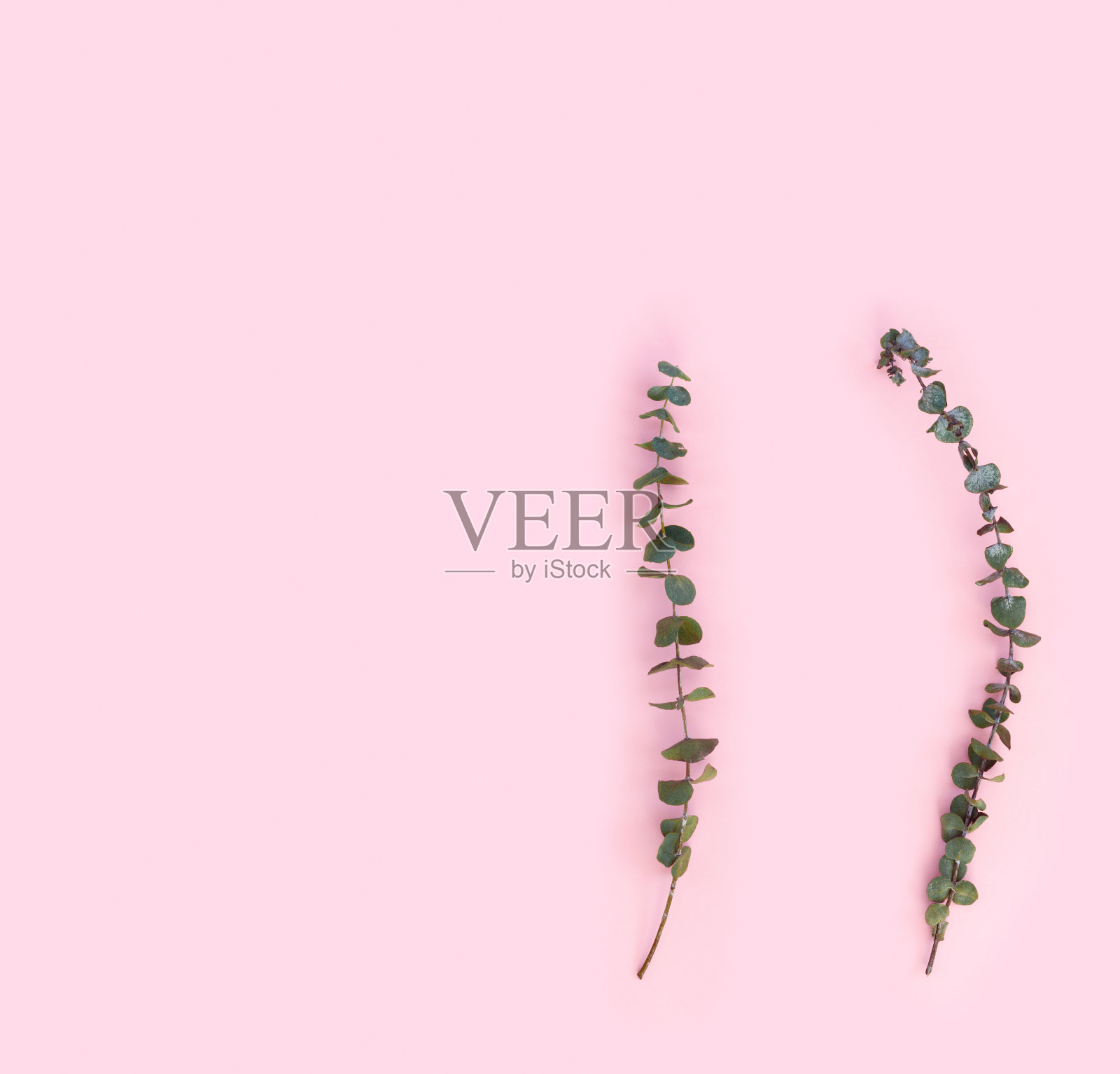 粉色纸背景上干燥桉树的美丽绿色树枝照片摄影图片